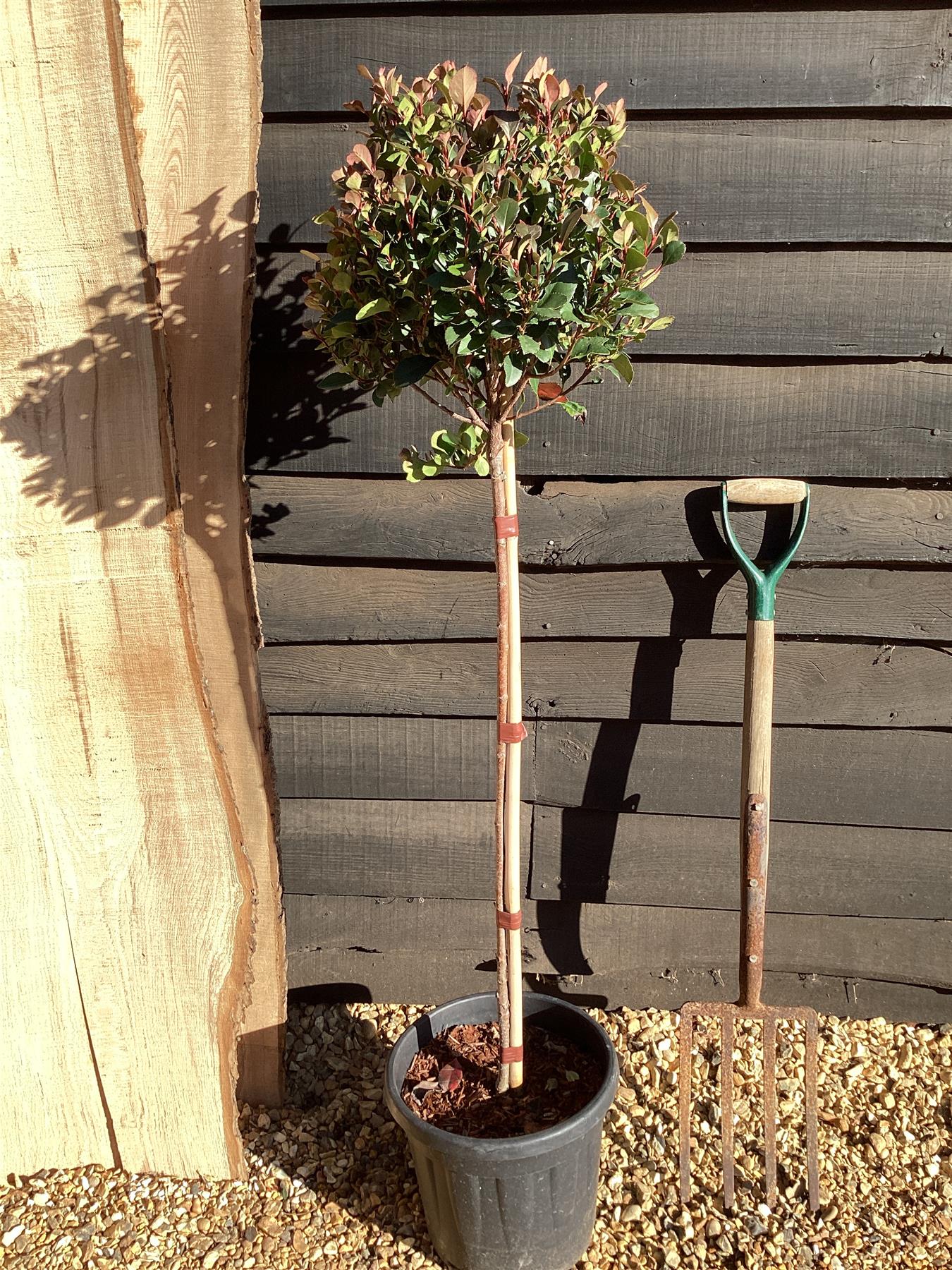 Photinia Little Red Robin | Christmas berry 'Little Red Robin' - 1/2 Std Clear Stem - 150-160cm, 15lt