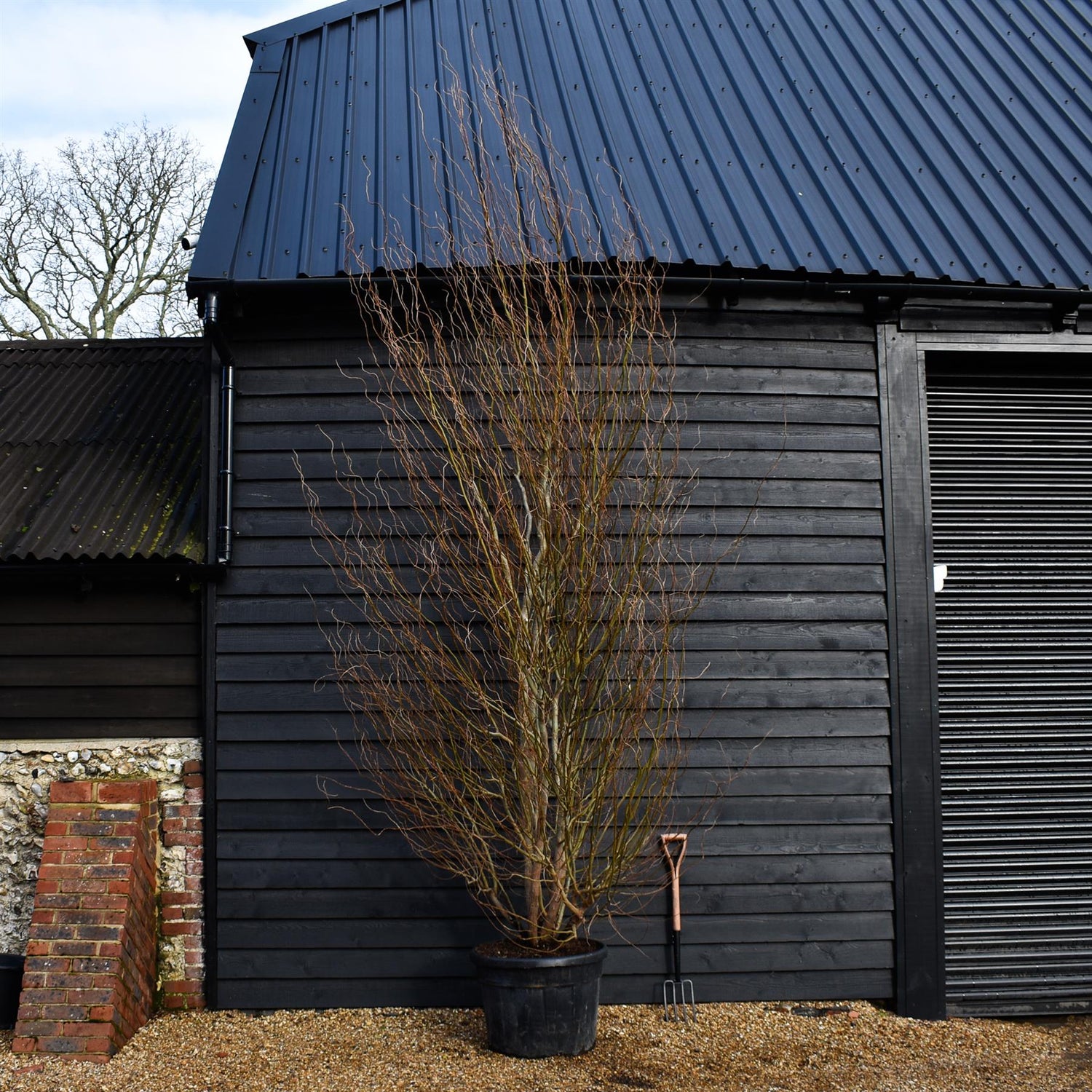 Salix matsudana Tortuosa | Wiggerly Willow - Bushy Tree - Height 390-410cm - 70lt