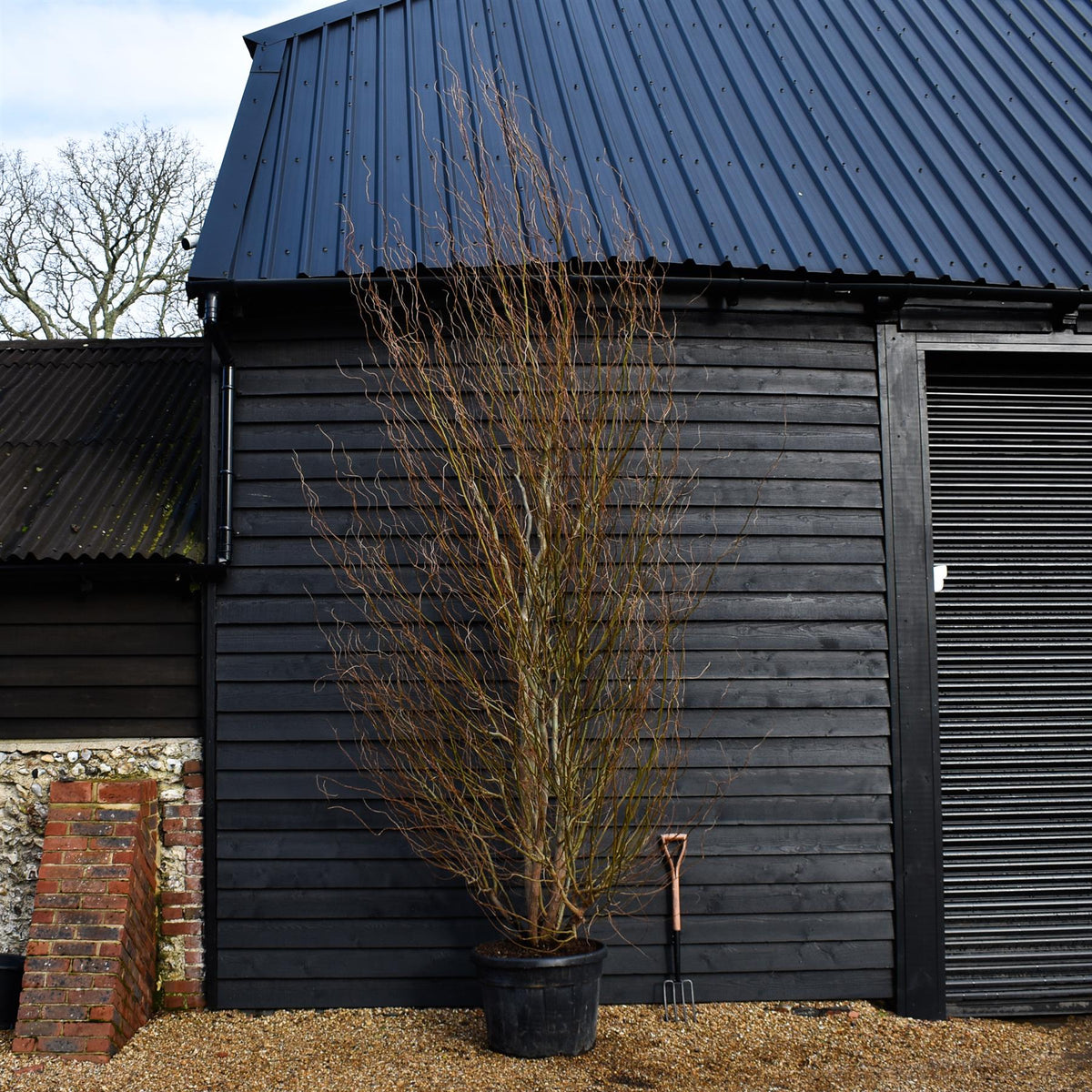 Salix matsudana Tortuosa | Wiggerly Willow - Bushy Tree - Height 390-4 ...