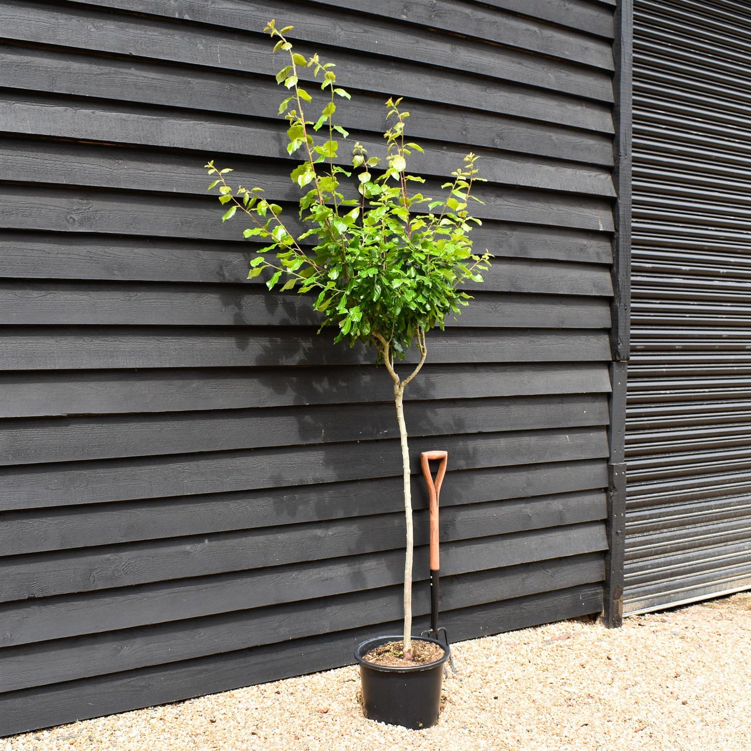 Plum tree 'President' | Prunus domestica - Height 100-120cm - 20lt