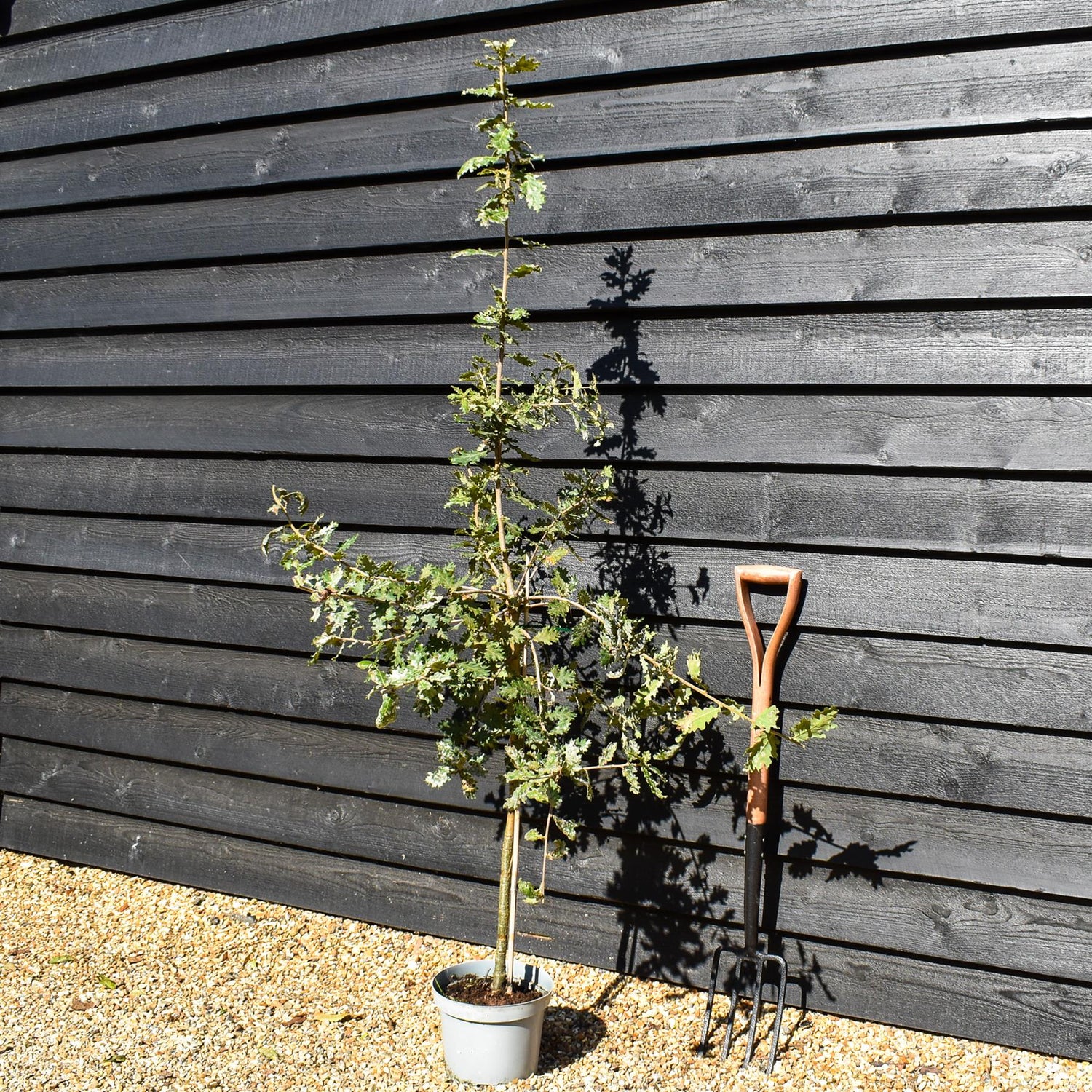 Hungaria Oak | Quercus frainetto - Pot Grown - Height 160-190cm - 10lt