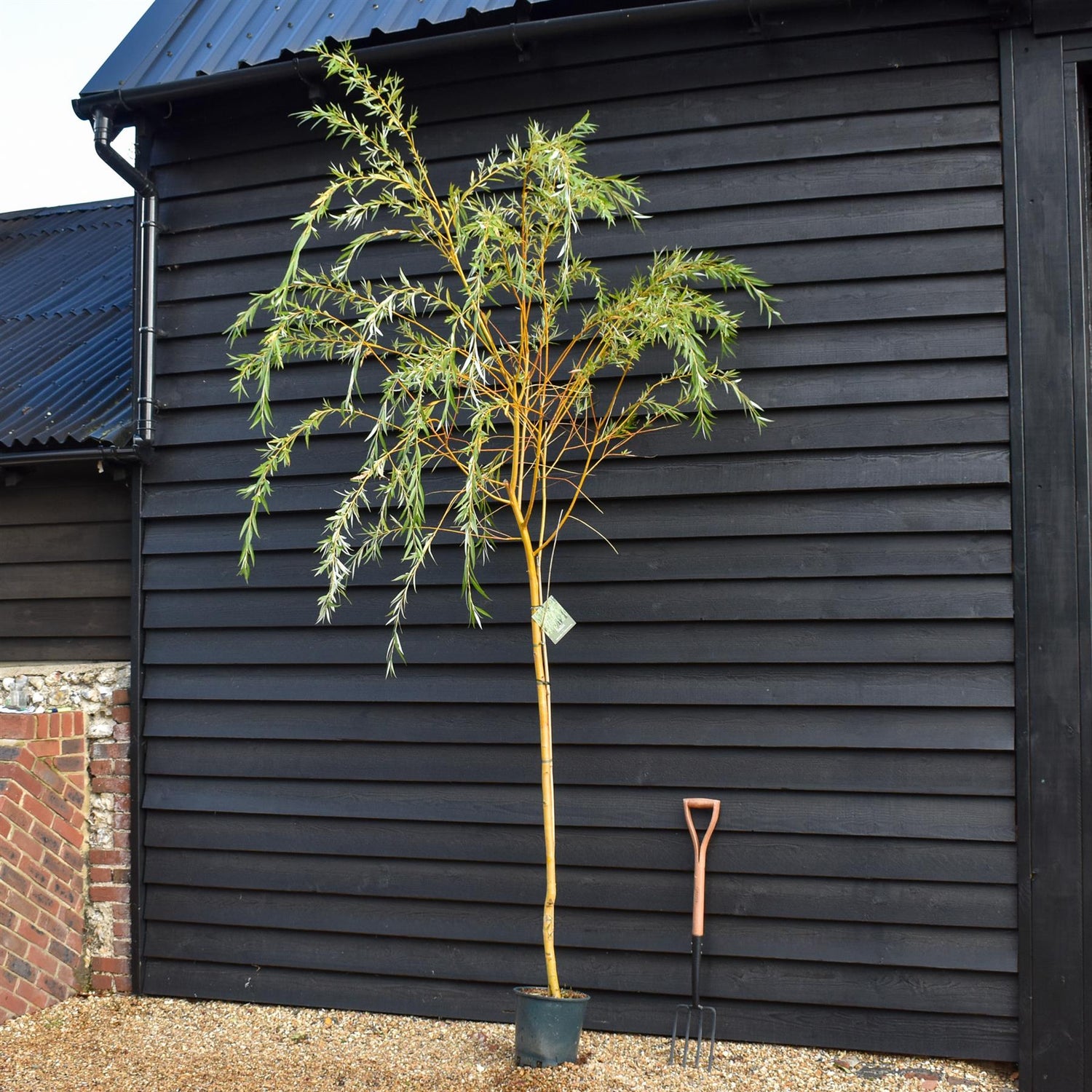 Salix Chrysocoma | Golden Weeping Willow - Height 175-200cm, 10lt