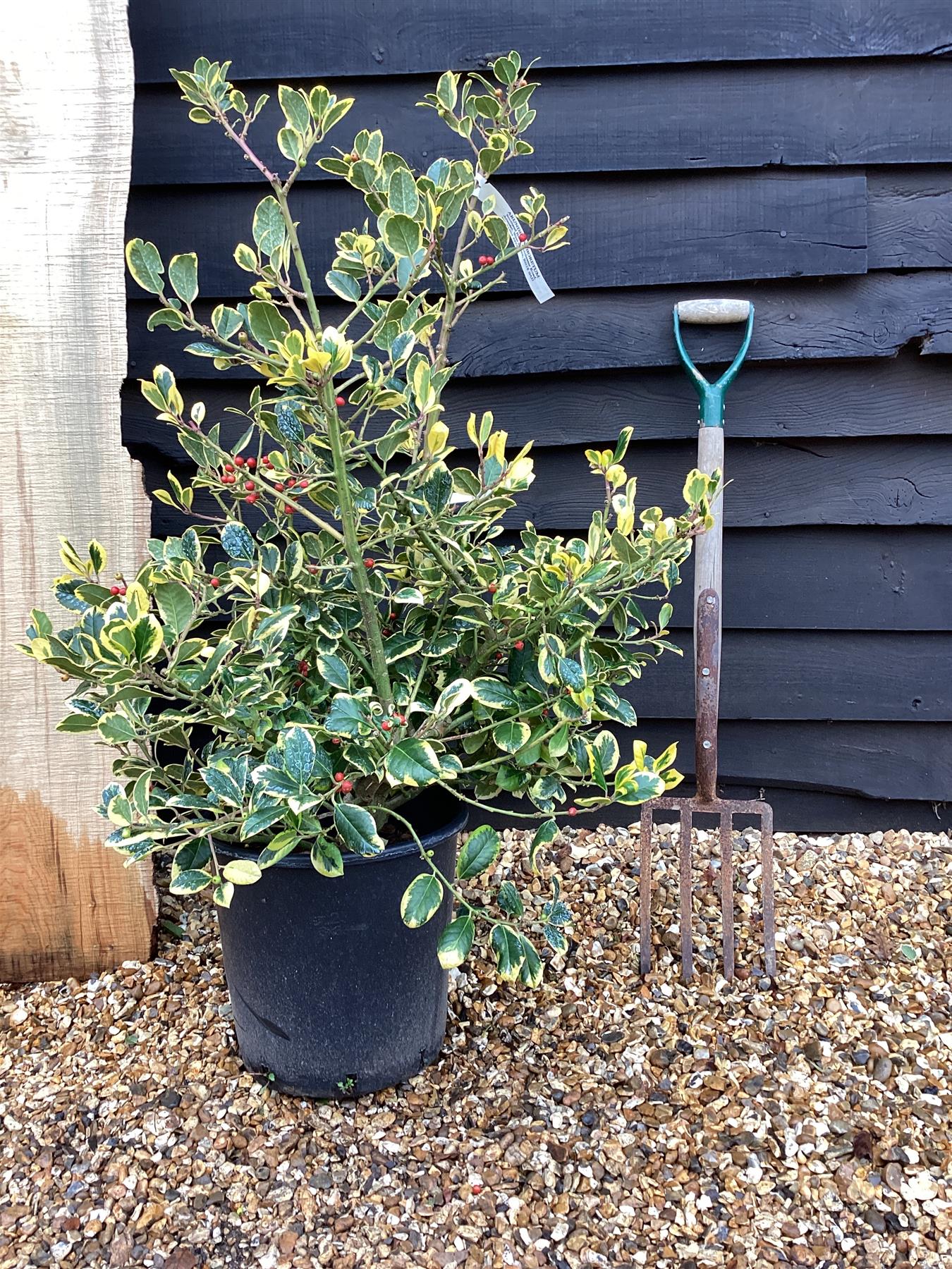 Ilex x altaclerensis 'Golden King' Holly - 100-150cm, 35lt