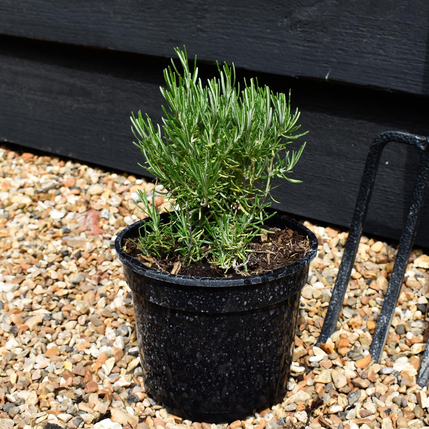Rosmarinus officinals 'Green Ginger - Height 15-25cm - Bushy - 2lt