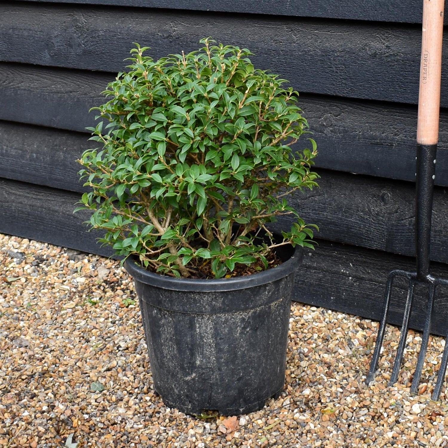 Osmanthus x burkwoodii | Burkwood Osmanthus - Shrub - Height 40-50cm - 18lt