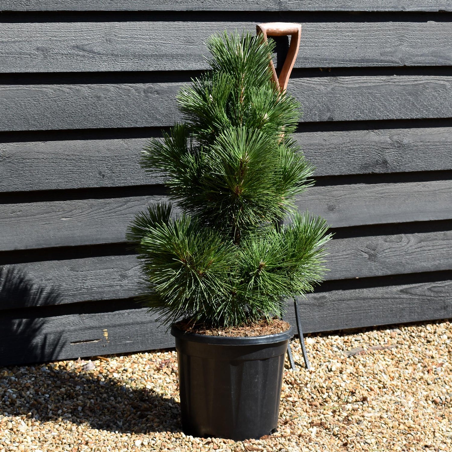 Pinus thunbergii 'Thunderhead' - Height 80-90cm - 15lt