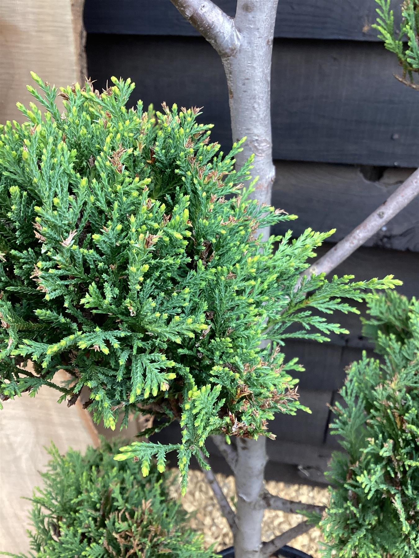 Cupressocyparis 'Castlewellan Gold' - PonPon - 25lt