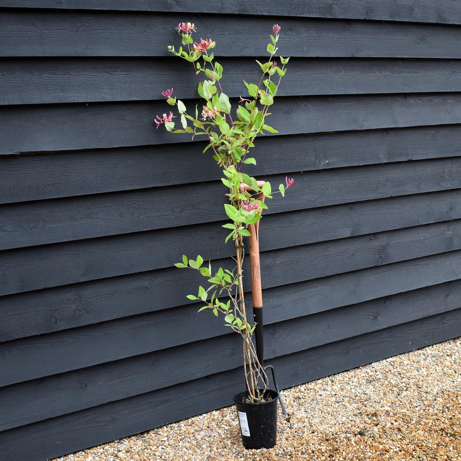 Lonicera x heckrottii 'Gold Flame' | Gold Flame Honeysuckle - 50-60cm - 3lt