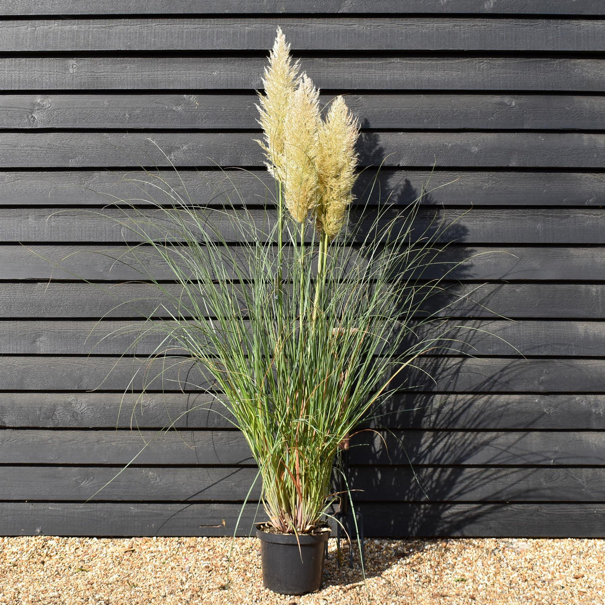 Cortaderia selloana Pumila - Pampas Grass - Height 160-200cm - 10lt