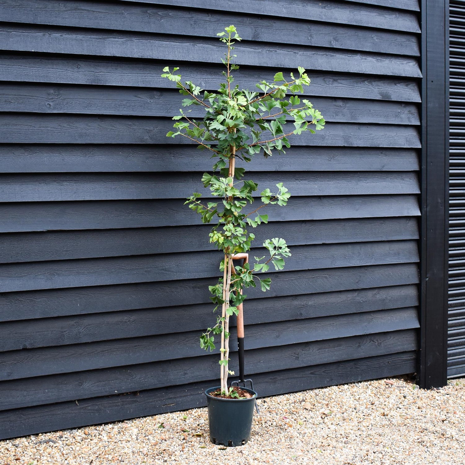 Ginkgo biloba | Maidenhair Tree -Height 180-220cm - 12lt