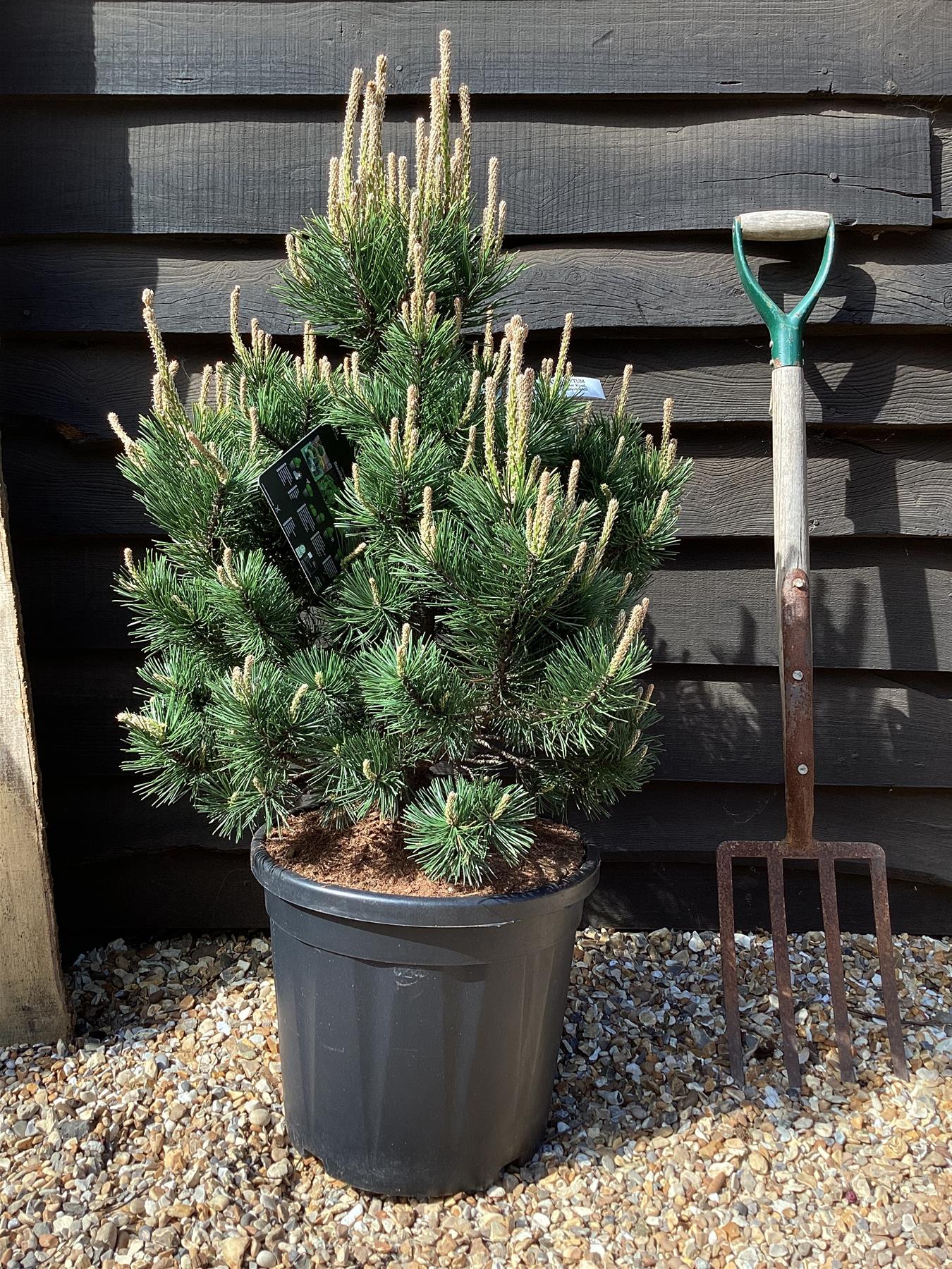 Pinus mugo 'Gnom' | Dwarf mountain pine - 55-70cm -18lt