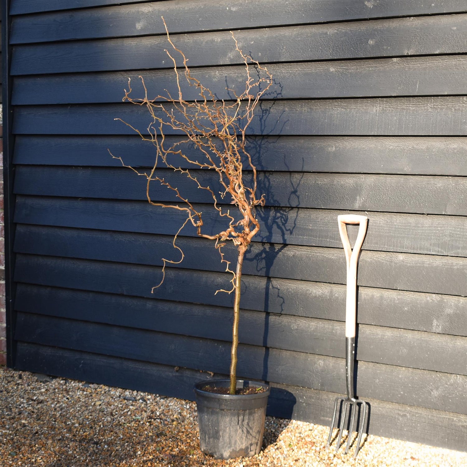 Corylus avellana 'Twister' | Corkscrew Hazel - Quarter Standard - Clear Stem - Height 150-160cm - 18lt