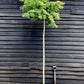 Ginkgo biloba Mariken | Maidenhair Tree 'Mariken' - 250-350cm, 45lt