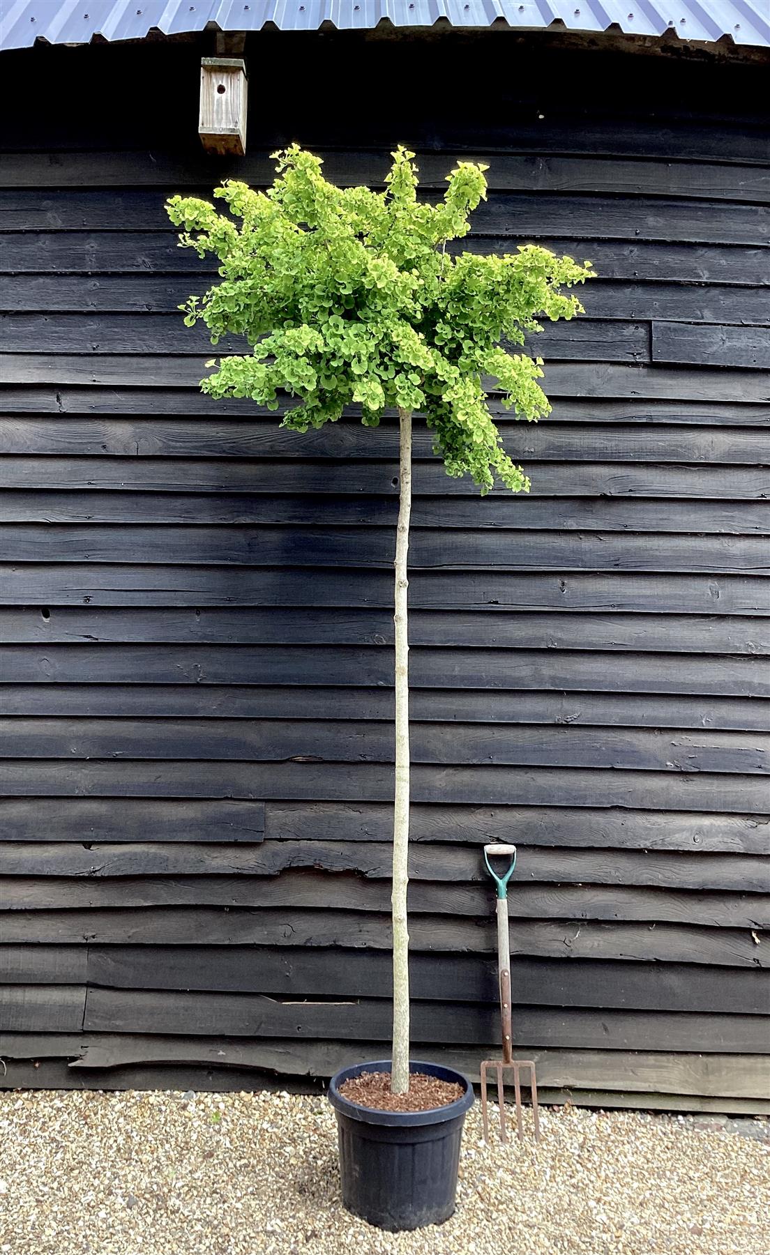 Ginkgo biloba Mariken | Maidenhair Tree 'Mariken' - 250-350cm, 45lt
