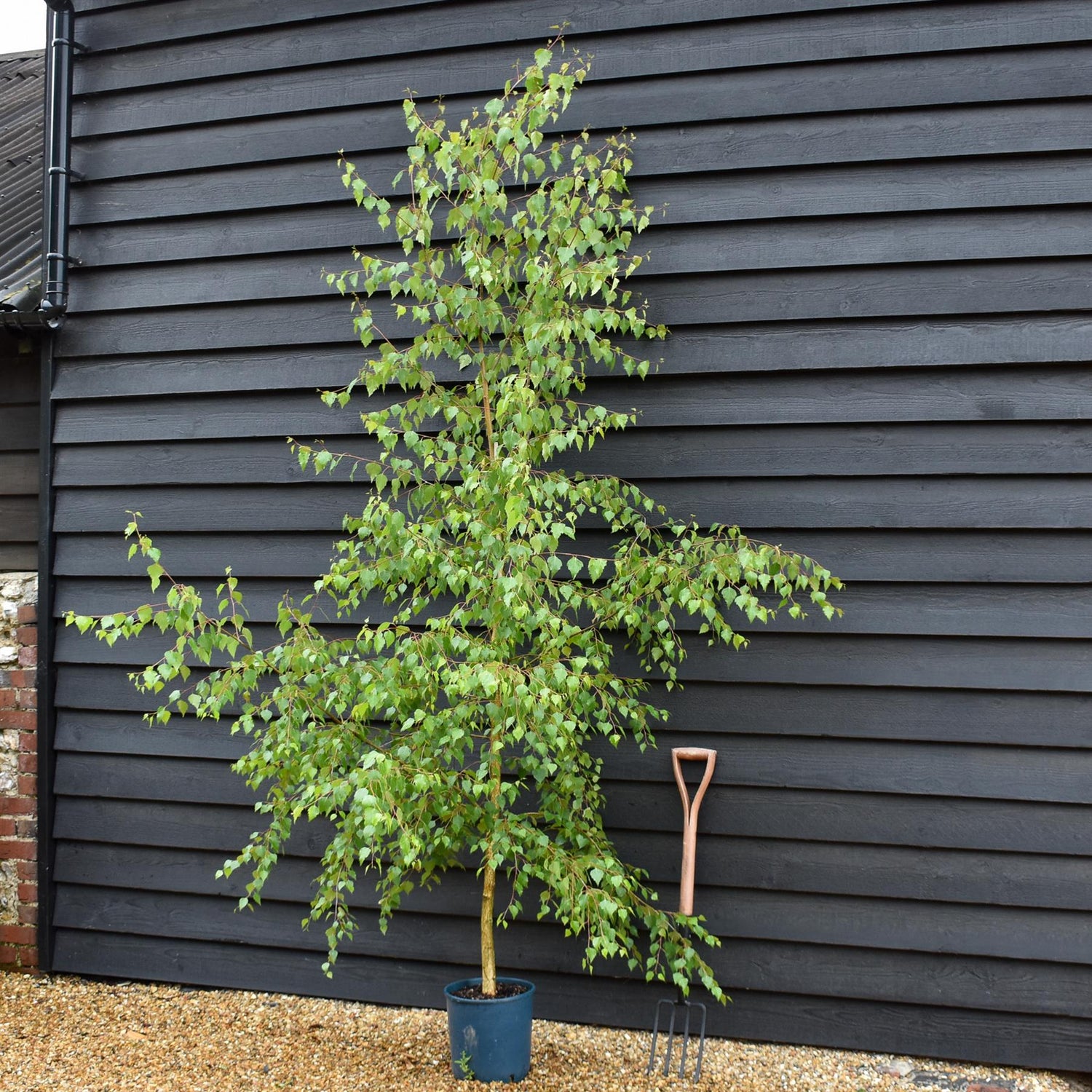 Betula Pendula | European White Birch - Height 180-280cm - 12lt