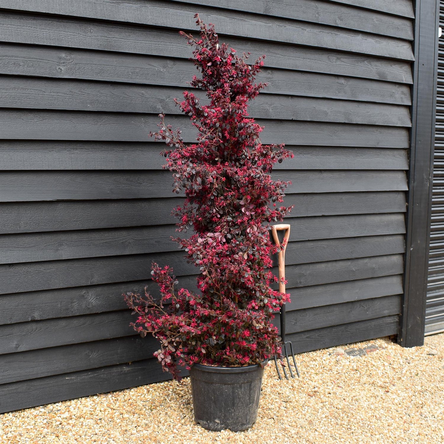 Loropetalum chinense Black Pearl | Chinese Fringe Flower - Cone - Height 185-200cm - 35lt
