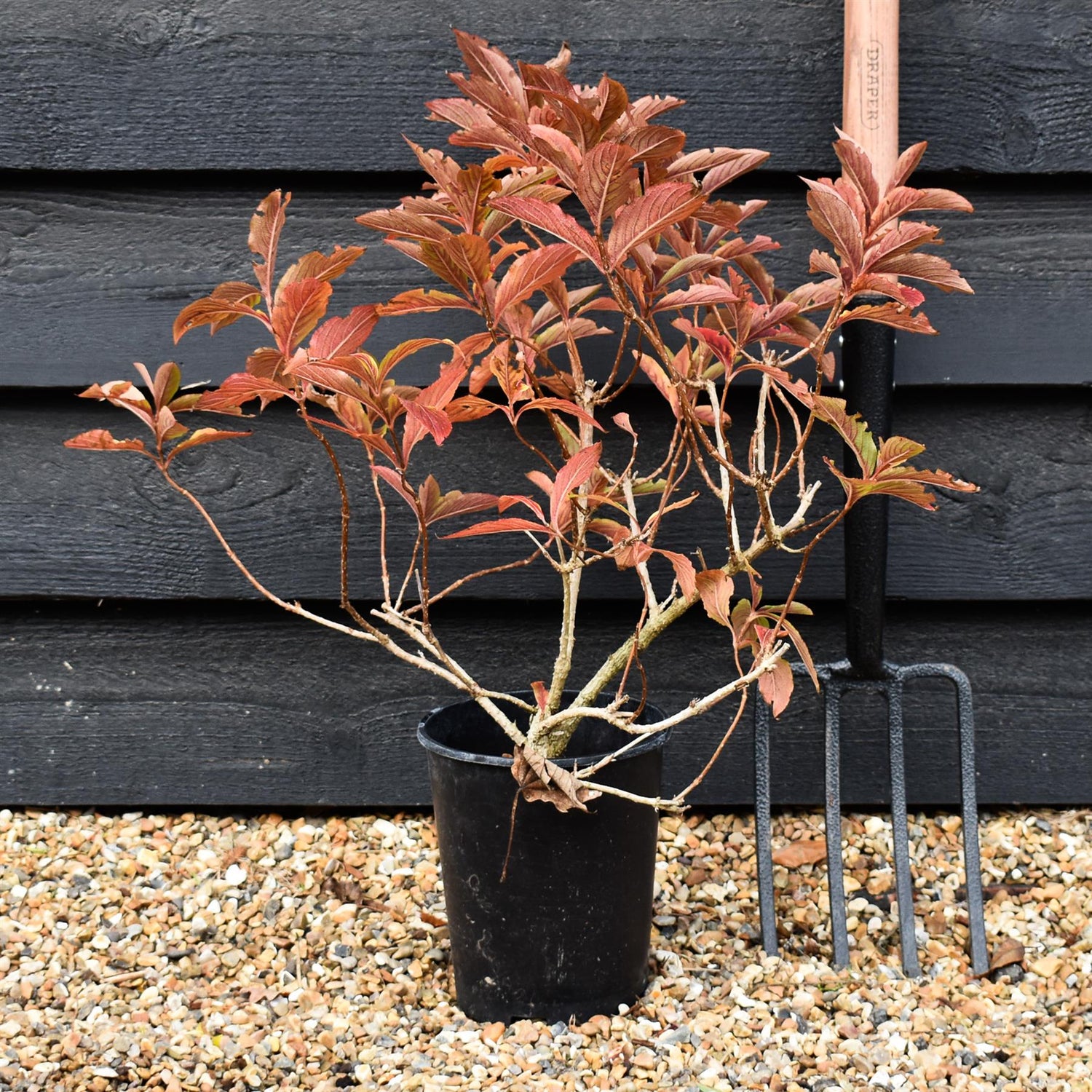 Weigela Towers of Flowers Apple Blossom - 35-40cm - 3lt