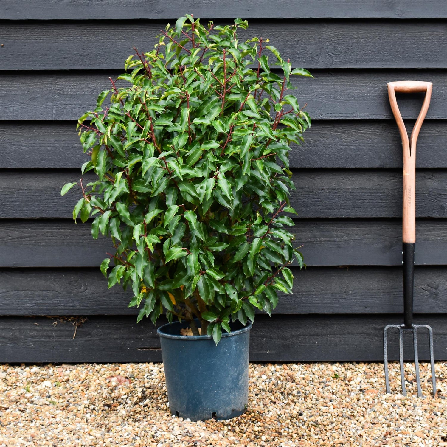 Portuguese Laurel 'Angustifolia' | Prunus lusitanica 'Mytrifolia' - Height 80-110cm - Bushy - 10lt