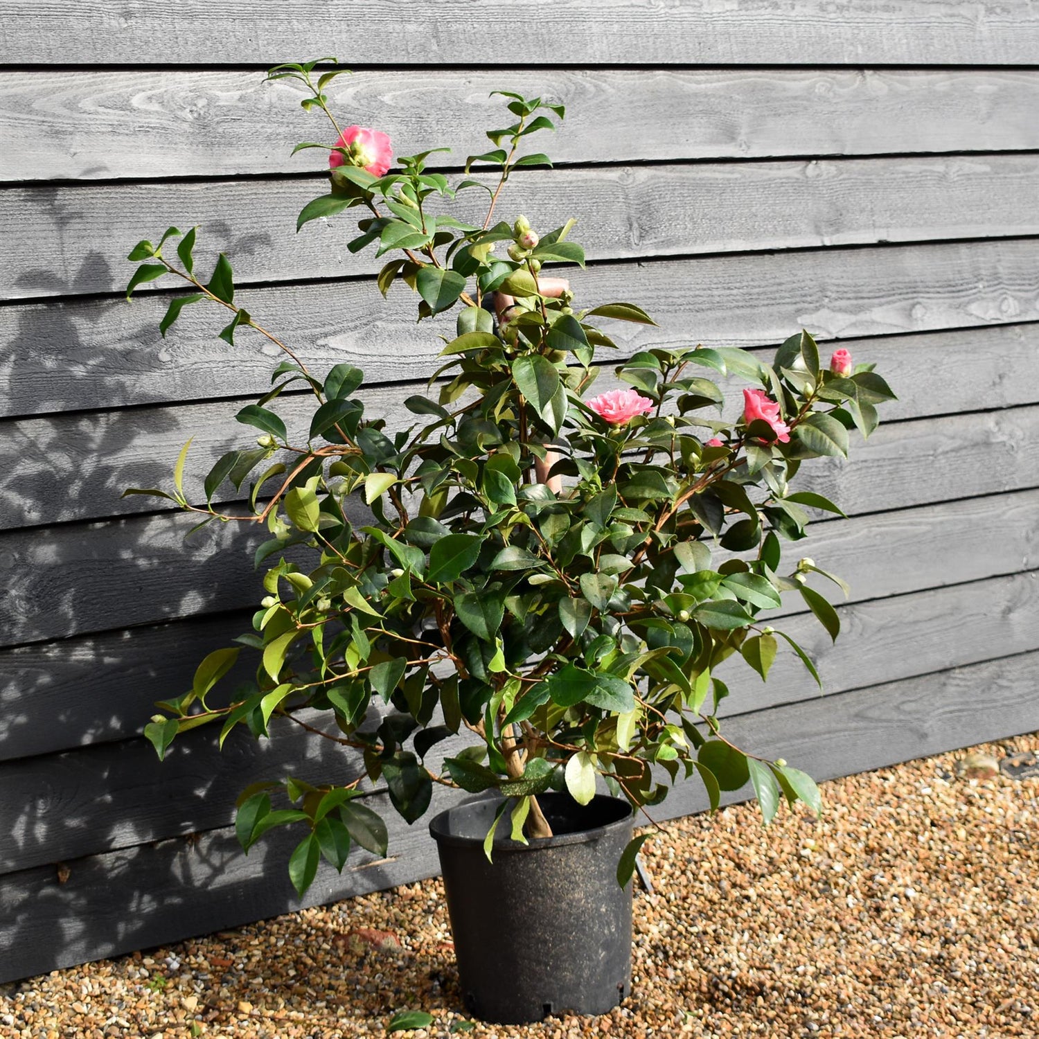Camellia x williamsii Debbie - Shrub - Height 80-100cm - 12lt