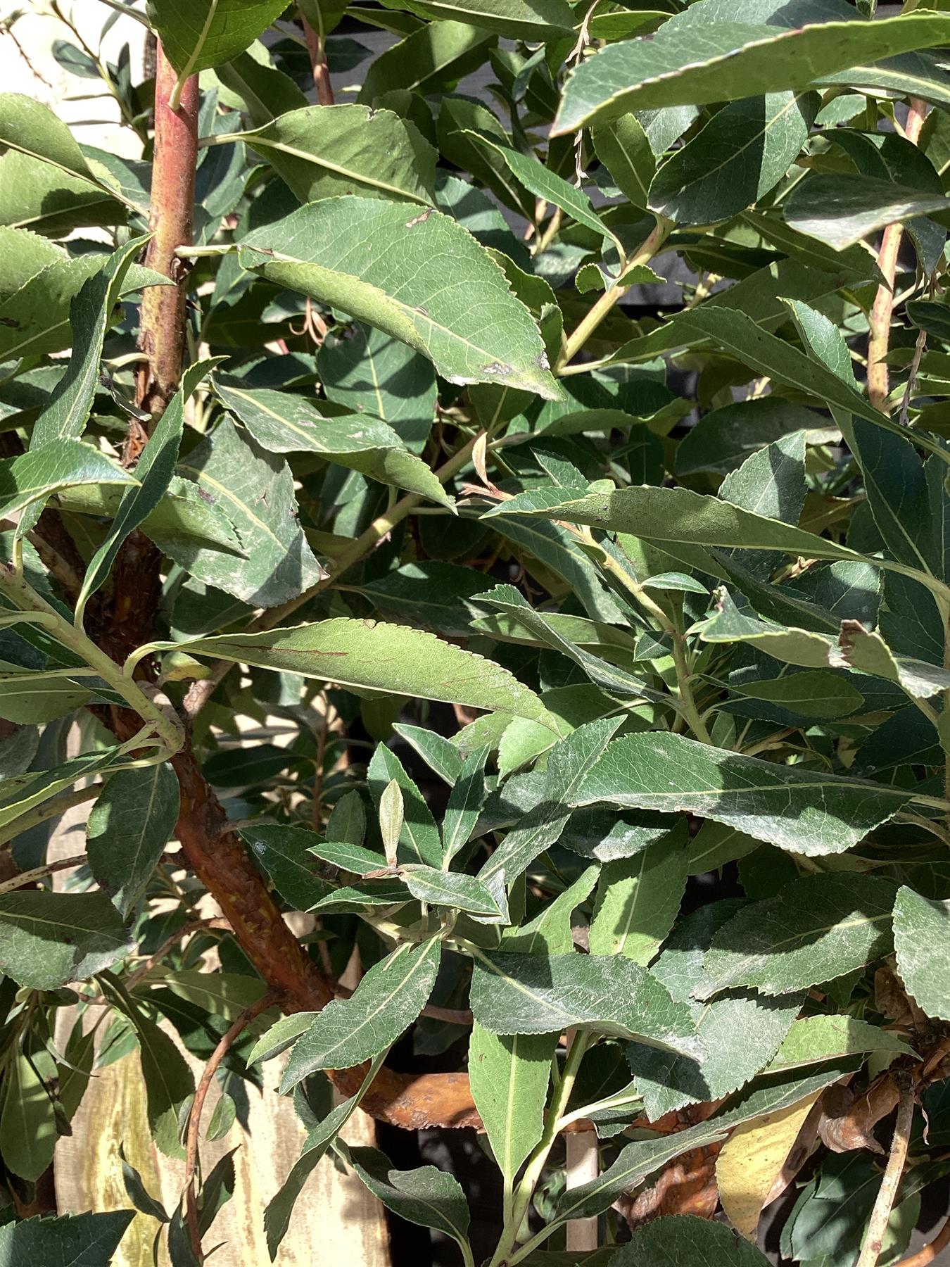 Arbutus unedo | Strawberry Tree - Girth 10-12cm - 170-200cm - 45lt