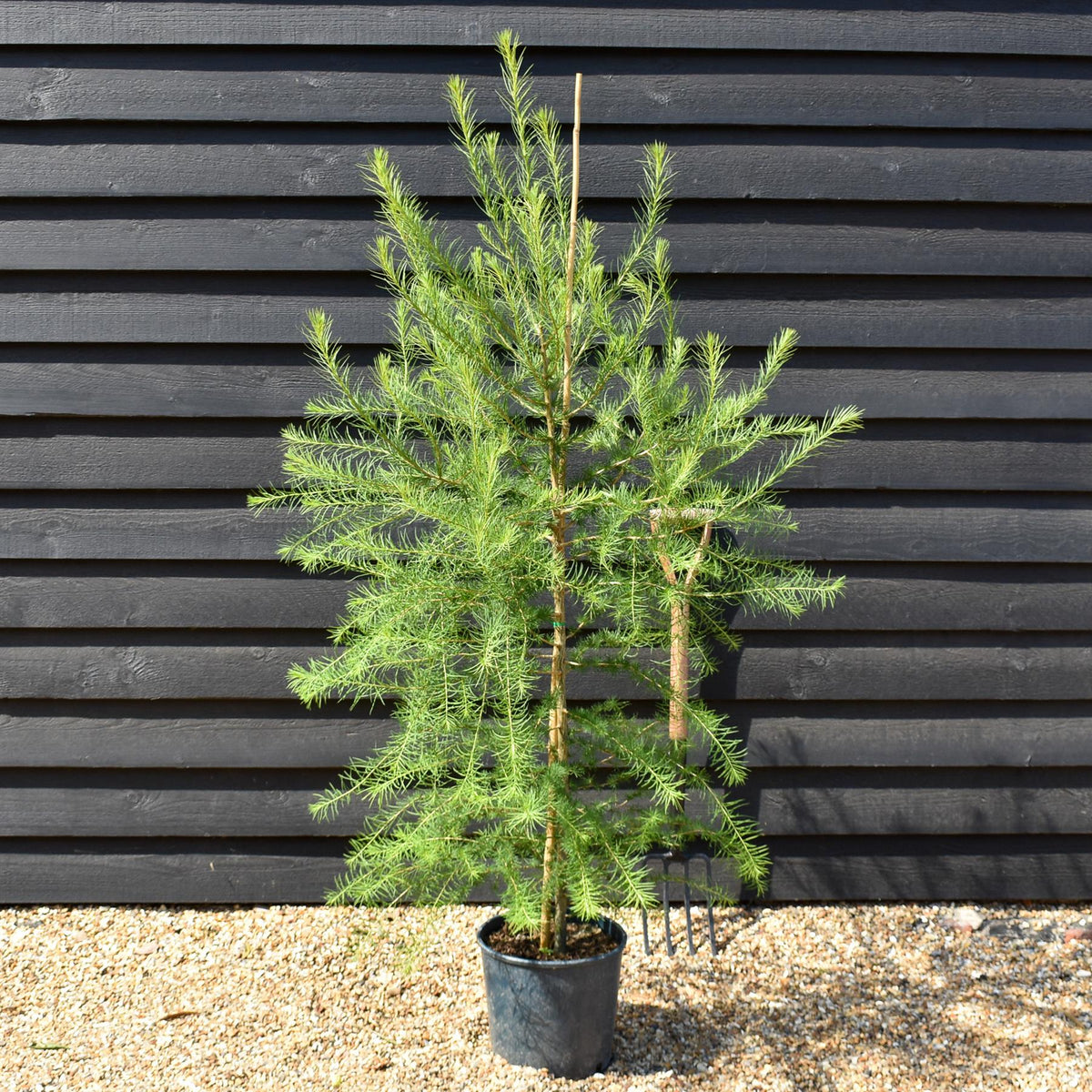 Larix decidua - European Larch - Height 90-120cm - 12lt