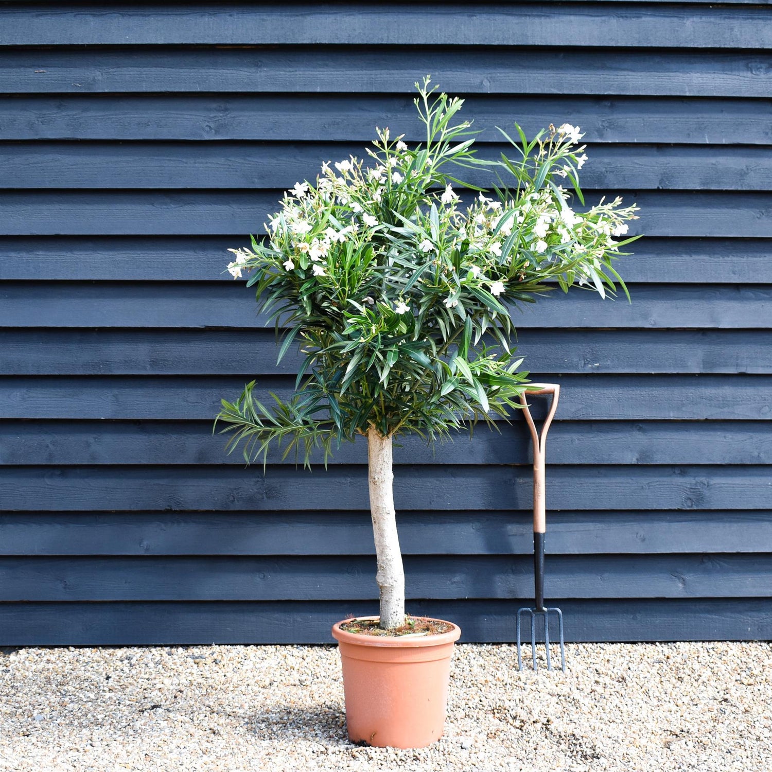 Nerium oleander - Alsace - White/Pink - Clear Stem 50-60cm - Height 130-150cm - Girth 20-22cm - 30lt