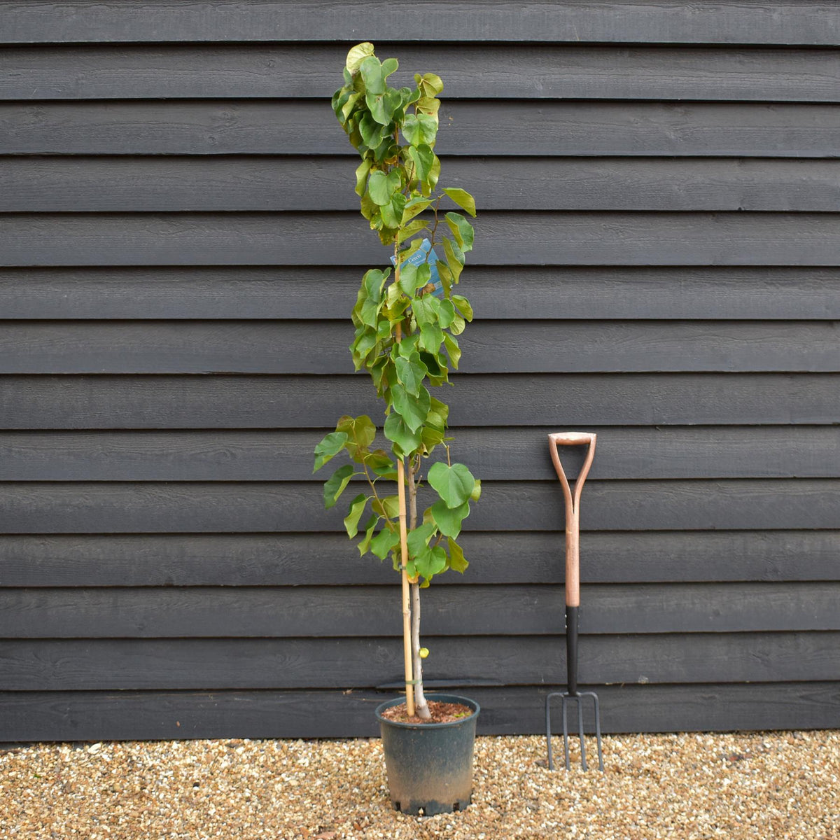 Cercis chinensis Shirobana- Height 180-220cm - Bushy - 10lt