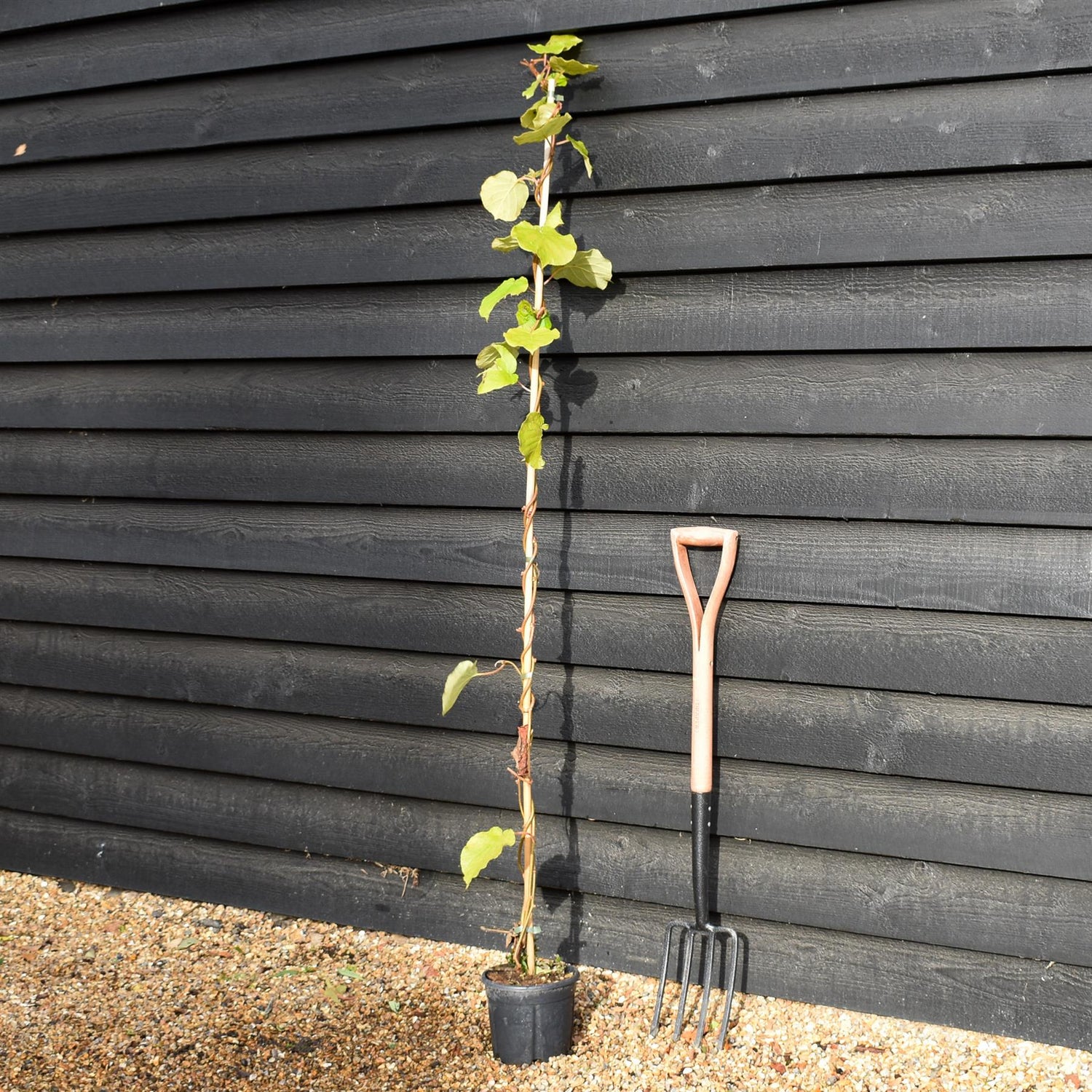 Actinidia deliciosa 'Jenny' - Kiwi - Deciduous Climber - Height 170-180cm - 3lt