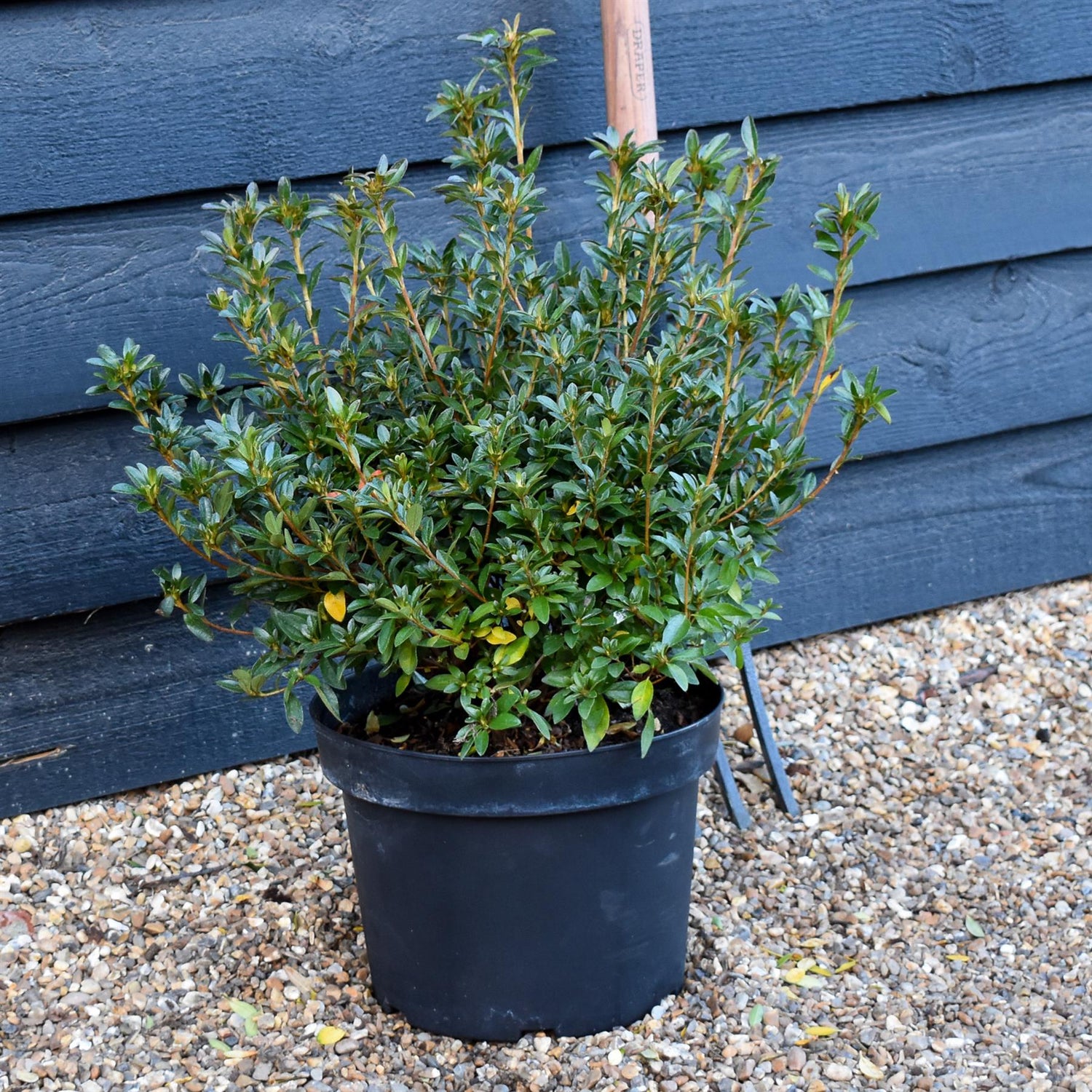 Azalea Japonica Silvester - Purple-Pink Flower| Rhododendron Silvester  - Bushy - Height 45-55cm - 10lt