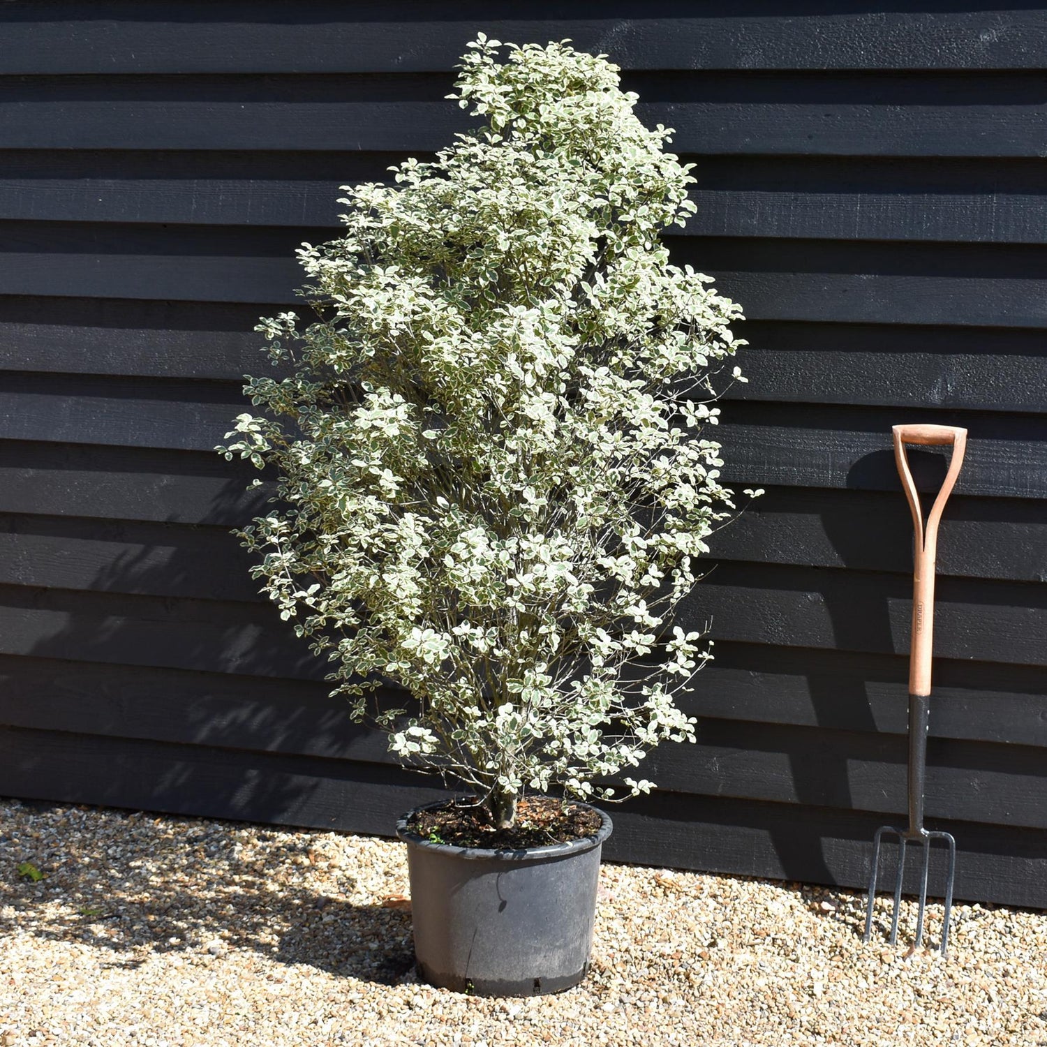 Pittosporum Victoria | Tawhiwhi 'Victoria' - 150cm - 20lt