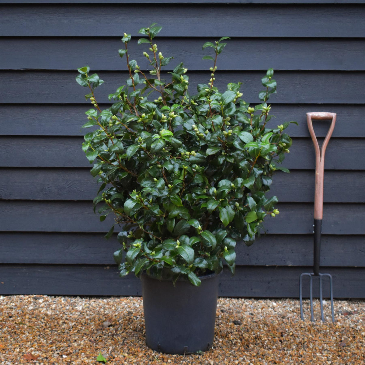Camellia Brushfields Yellow - Height 80-100cm - 25lt