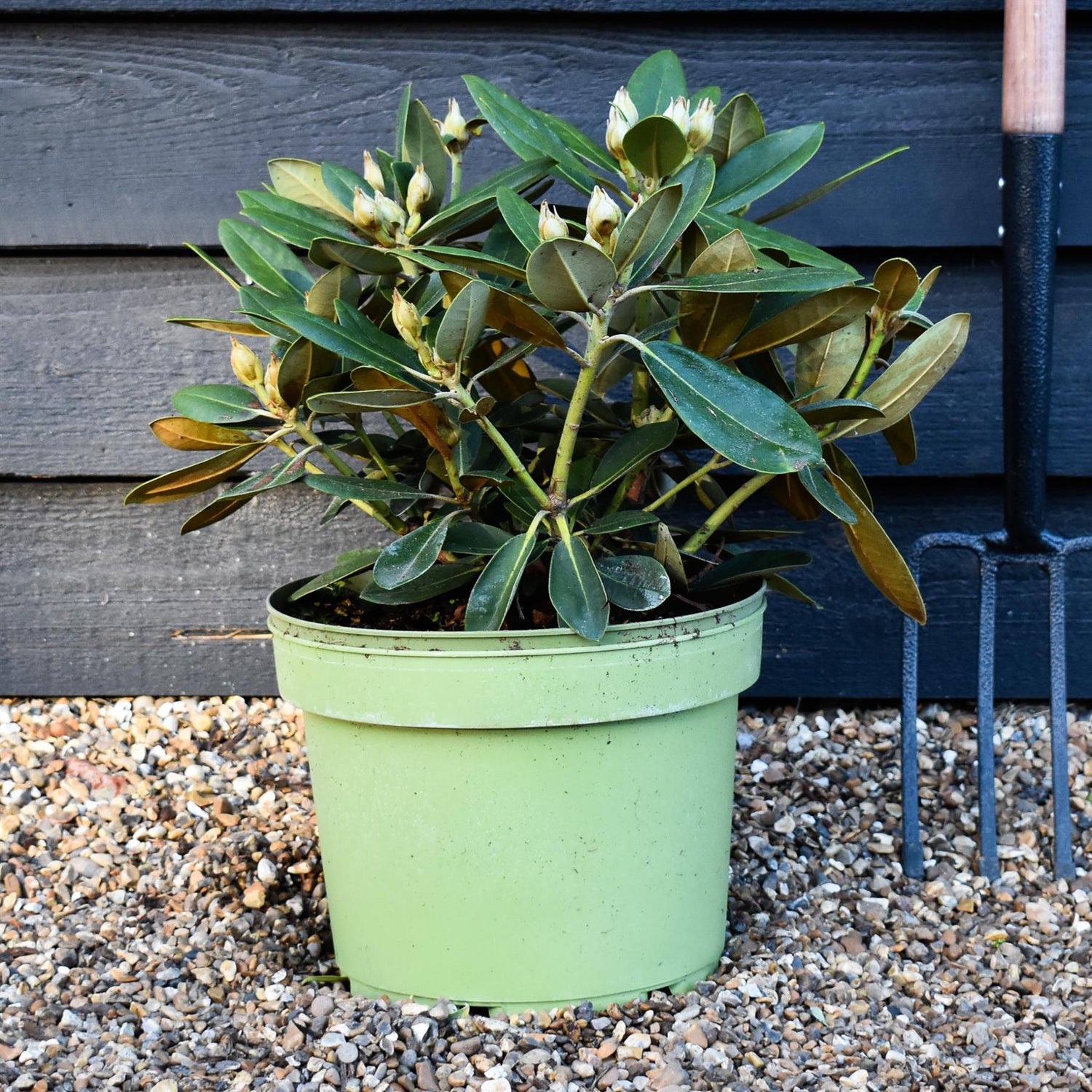 Rhododendron Yakushimanum 'Silberwolke' - Shrub - Height 30-40cm - 10lt