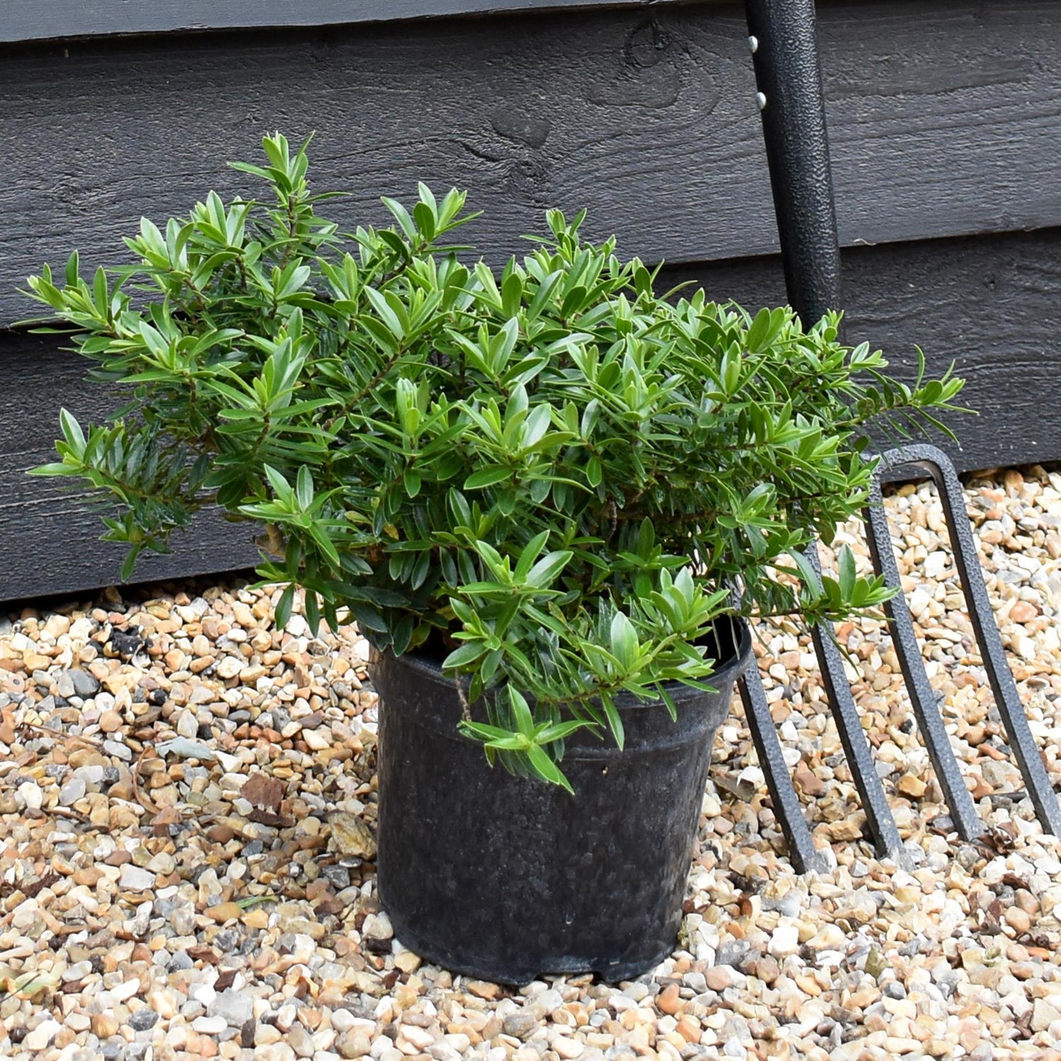 Hebe - Shrub - Height 20-30cm - 3lt