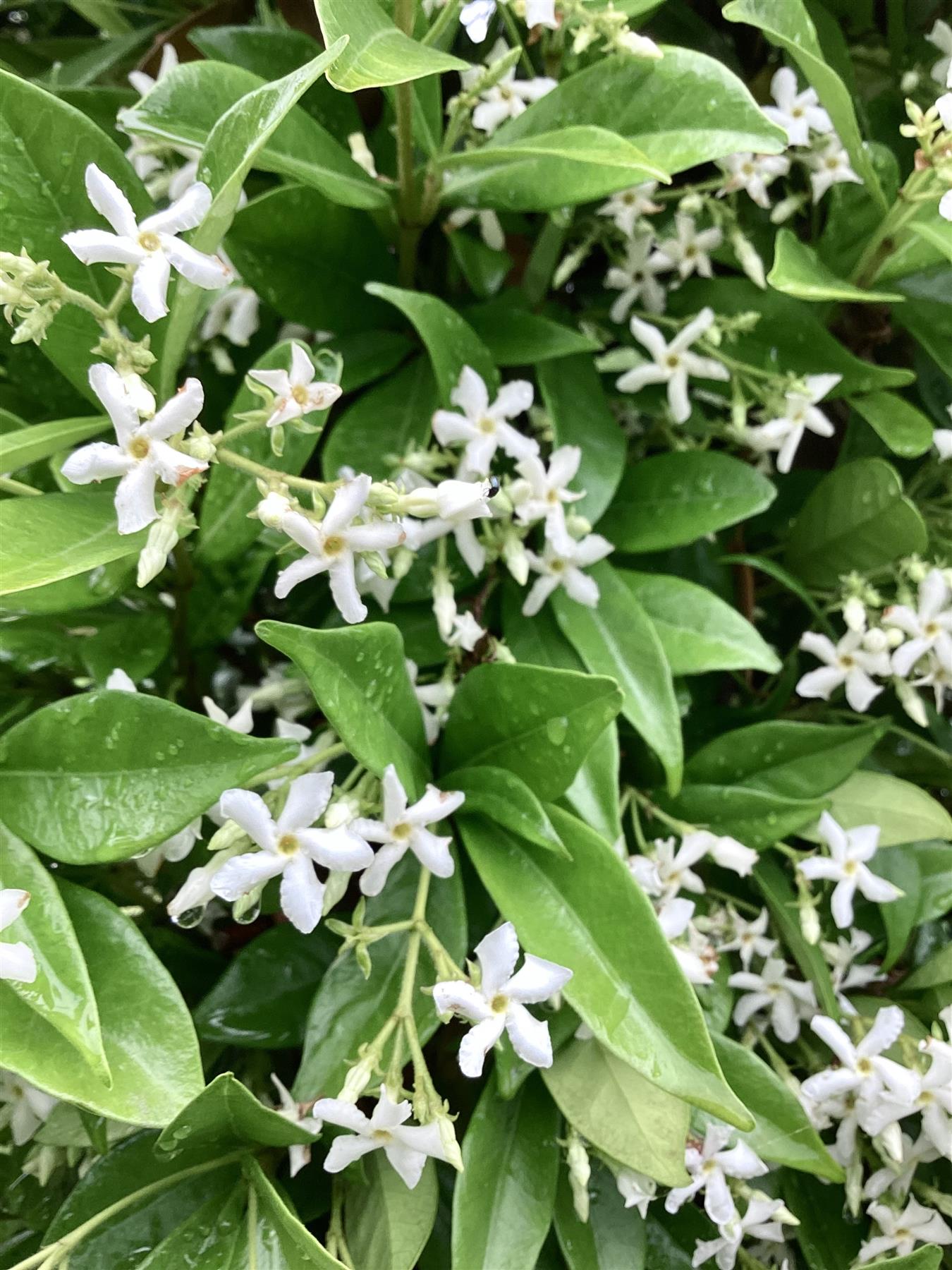 Trachelospermum jasminoides Chinese Jasmine Arch 270cm, 55lt