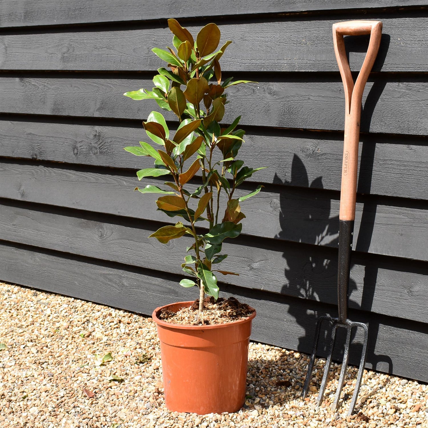 Magnolia grandiflora 'Galissonniere' - Bush - Height 70-80cm - 10lt