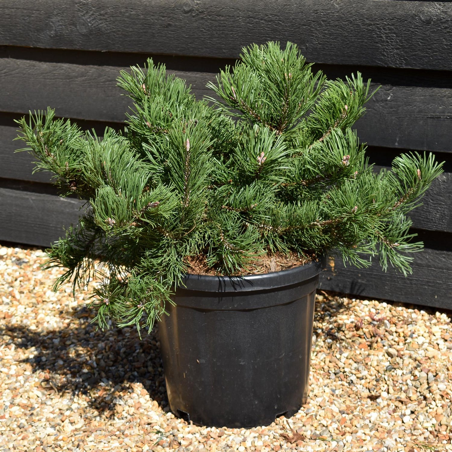 Pinus mugo 'Krauskopf' | Dwarf mountain pine - Height 30-40cm - Width 50cm - 18lt