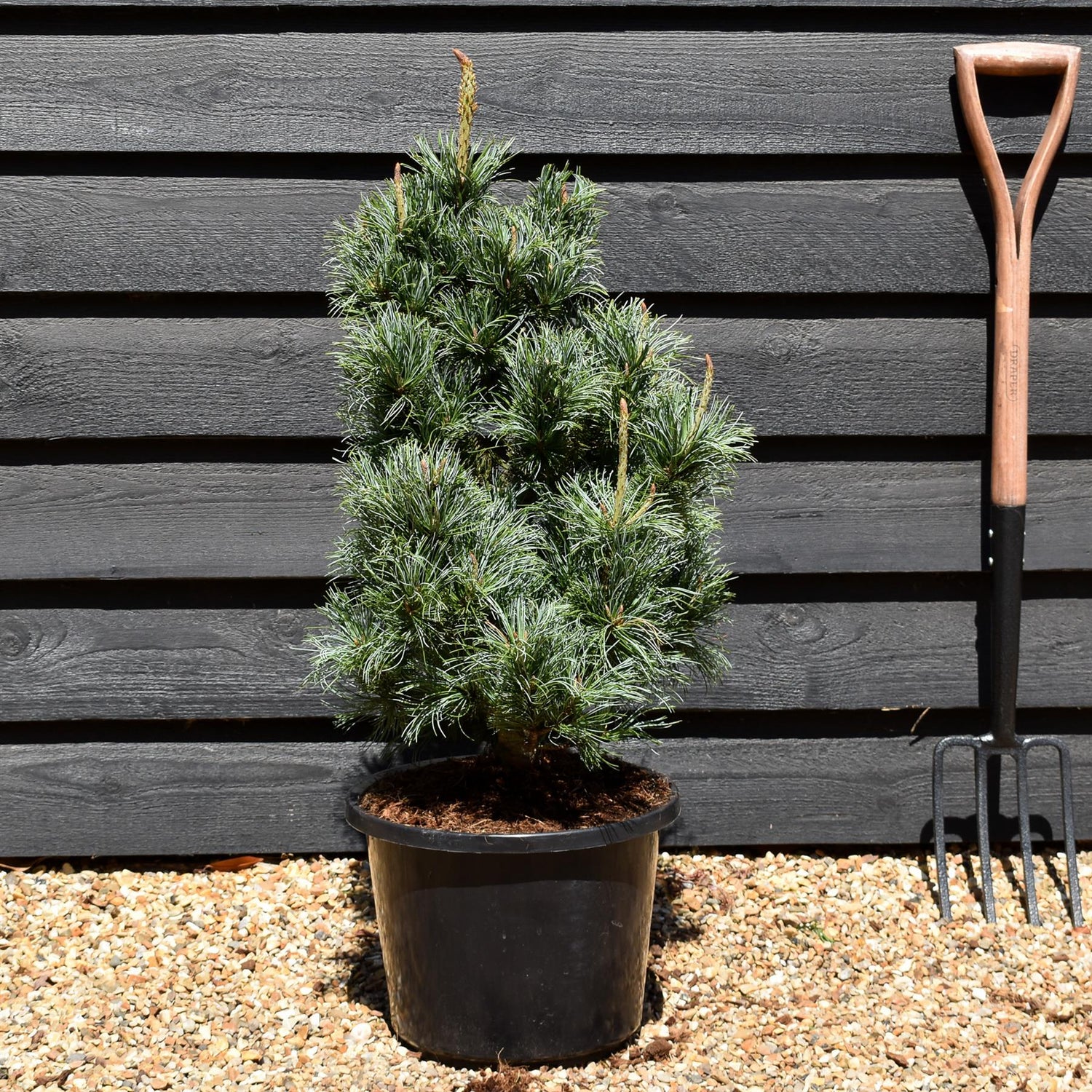 Japanese white pine | Pinus parviflora 'Ara kawa' - Height 70-90cm - Width 40-50cm - 12lt