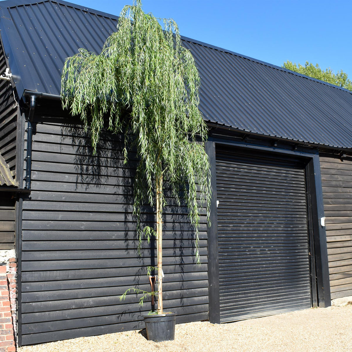 Salix Babylonica Aurea | Golden Weeping Willow -  Clear Stem 200cm - Girth 8-10cm - Height 350-400cm - 70lt
