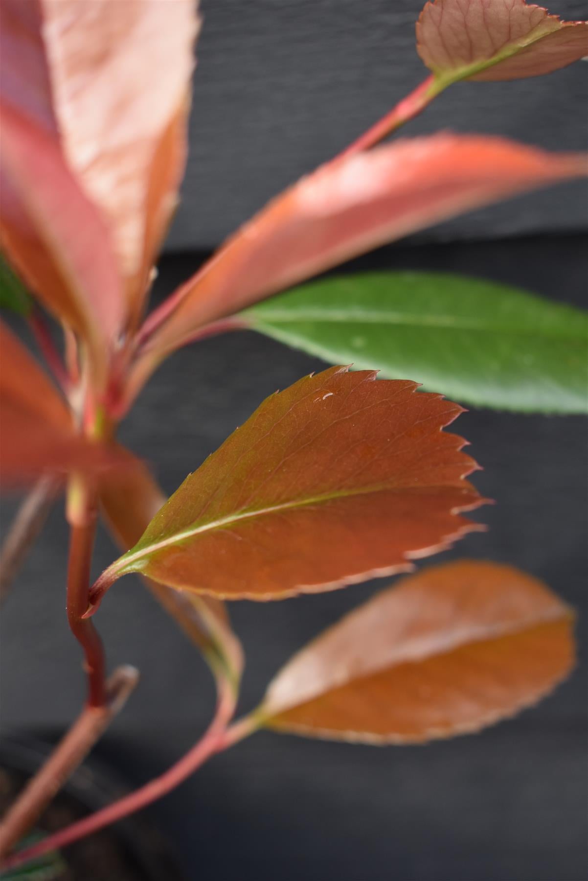 Photinia x fraseri Red Robin - 40-60cm - 5lt