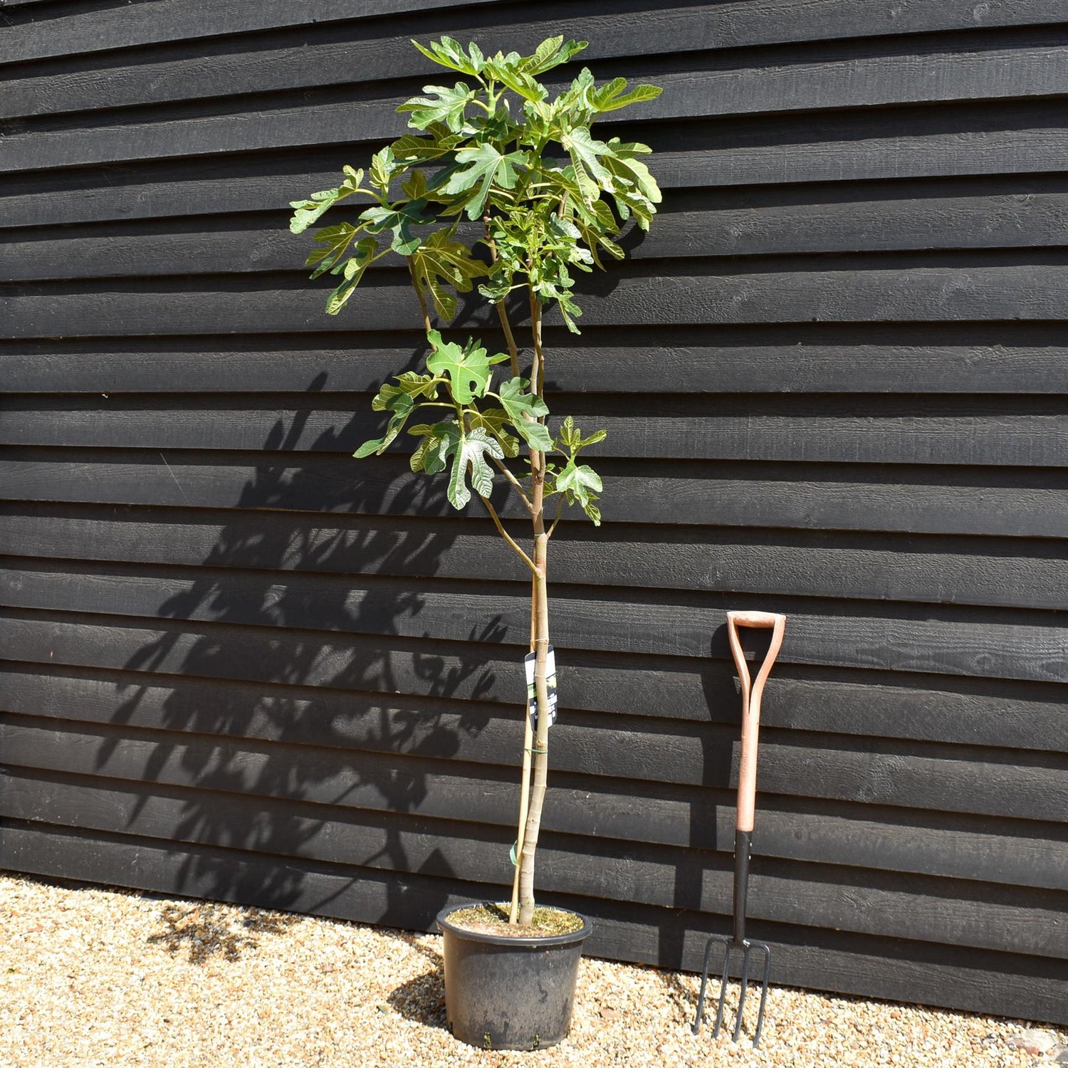 Fig - Ficus carica 'Dauphine' - Clear Stem 80-90cm - Height 160-170cm - 10lt