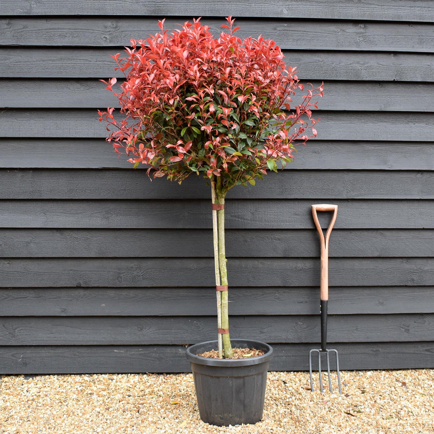 Photinia Red Robin | Christmas berry - Half Standard - Clear Stem 75-85cm - Height 160-170cm - 30lt