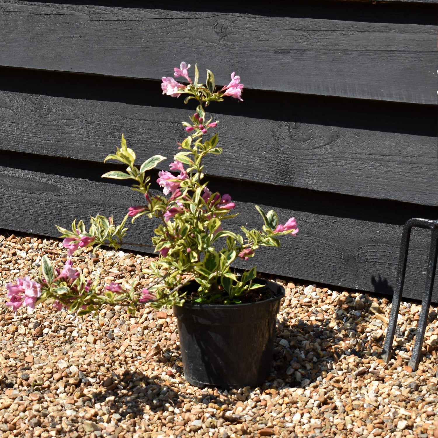Weigela Florida 'Magical Rainbow' - Shrub - Height 10-15cm - 5lt