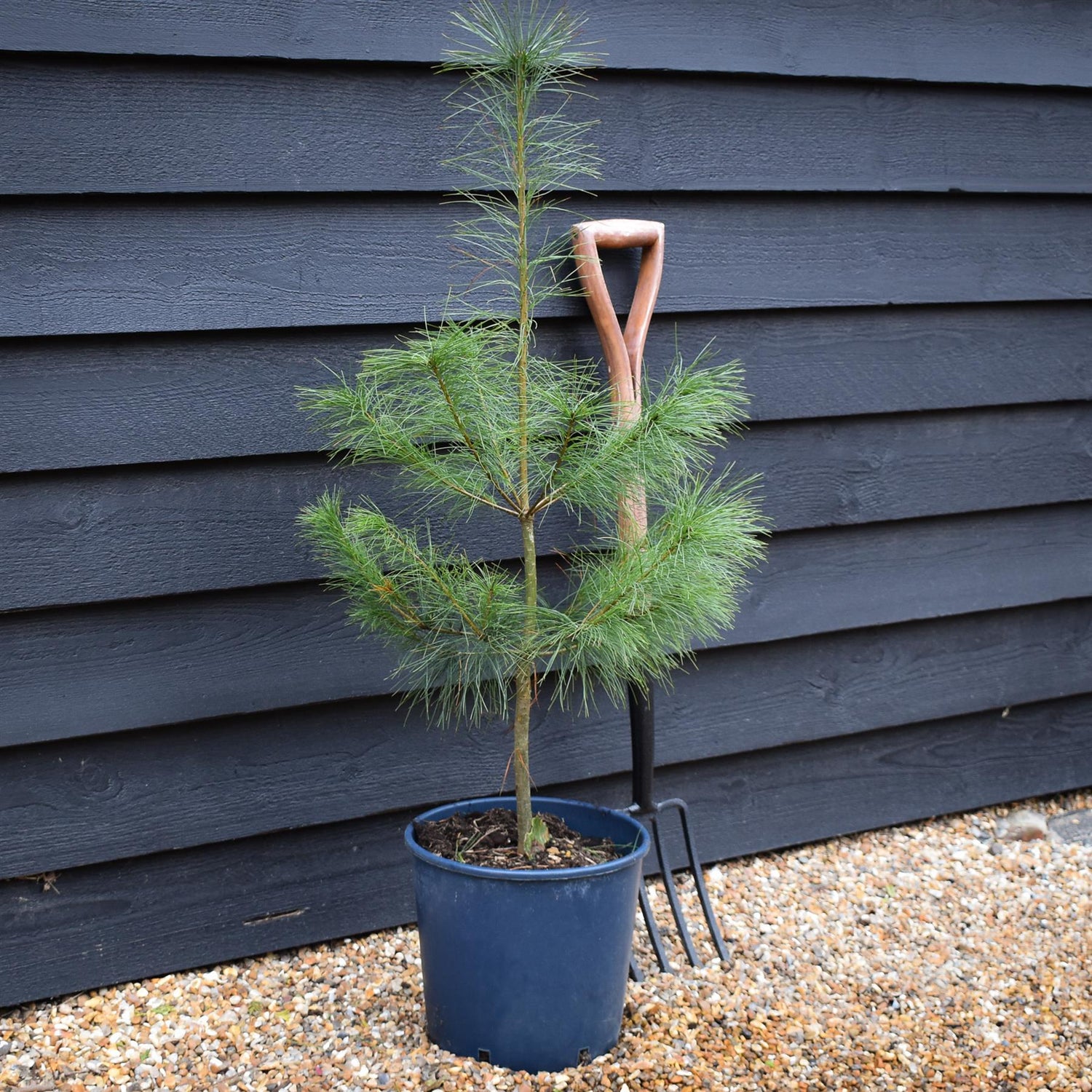 Pinus strobus - Weymouth Pine - Height 90-120cm - 12lt