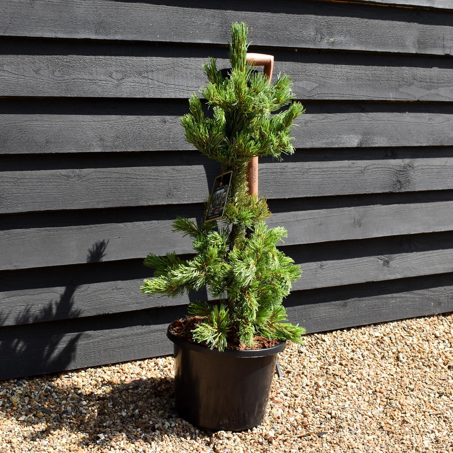 Japanese white pine | Pinus parviflora 'Ara kawa' - Height 70-90cm - Width 40-50cm - 11lt
