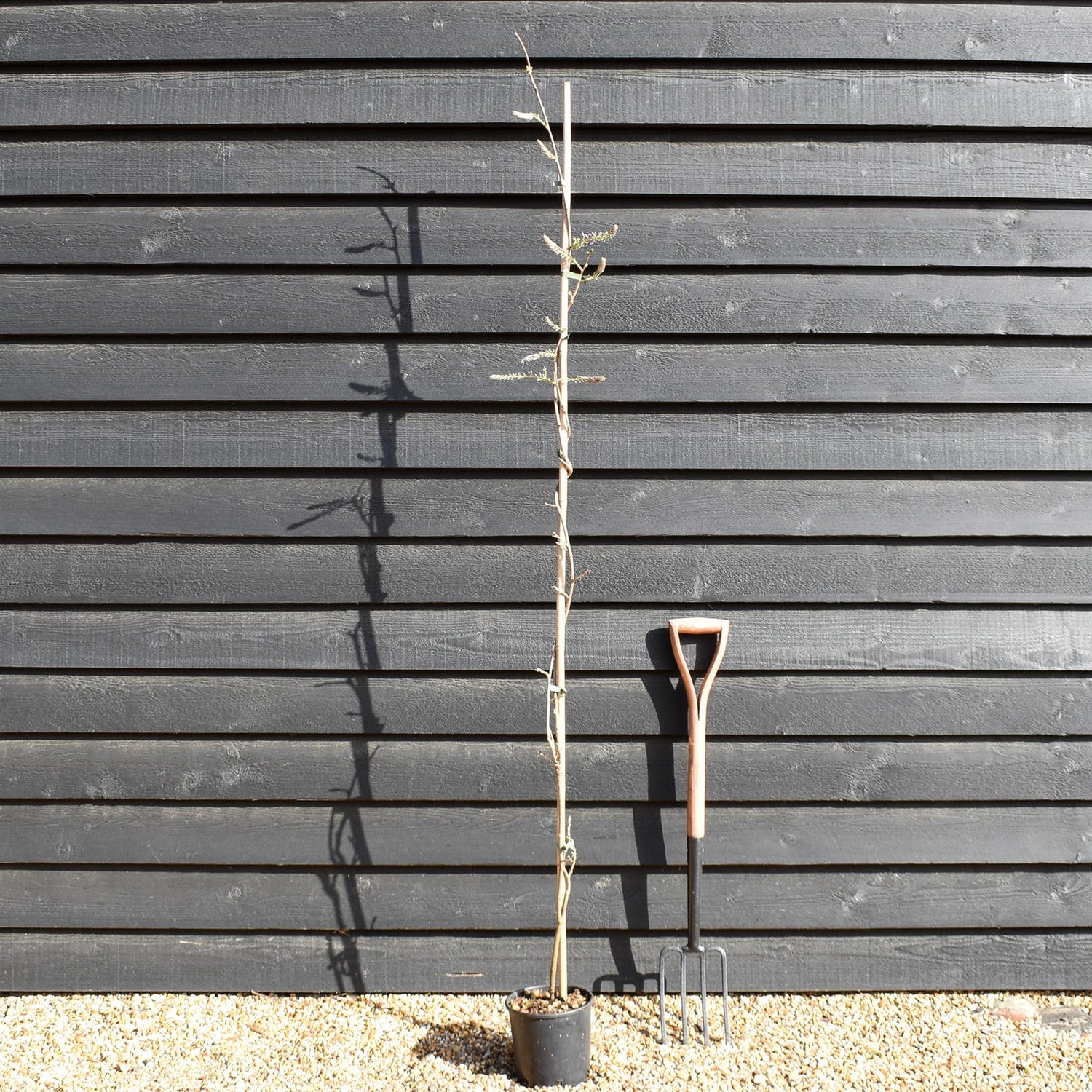 Wisteria floribunda ' Domino ' - Cane - Height 150-200cm - 3lt