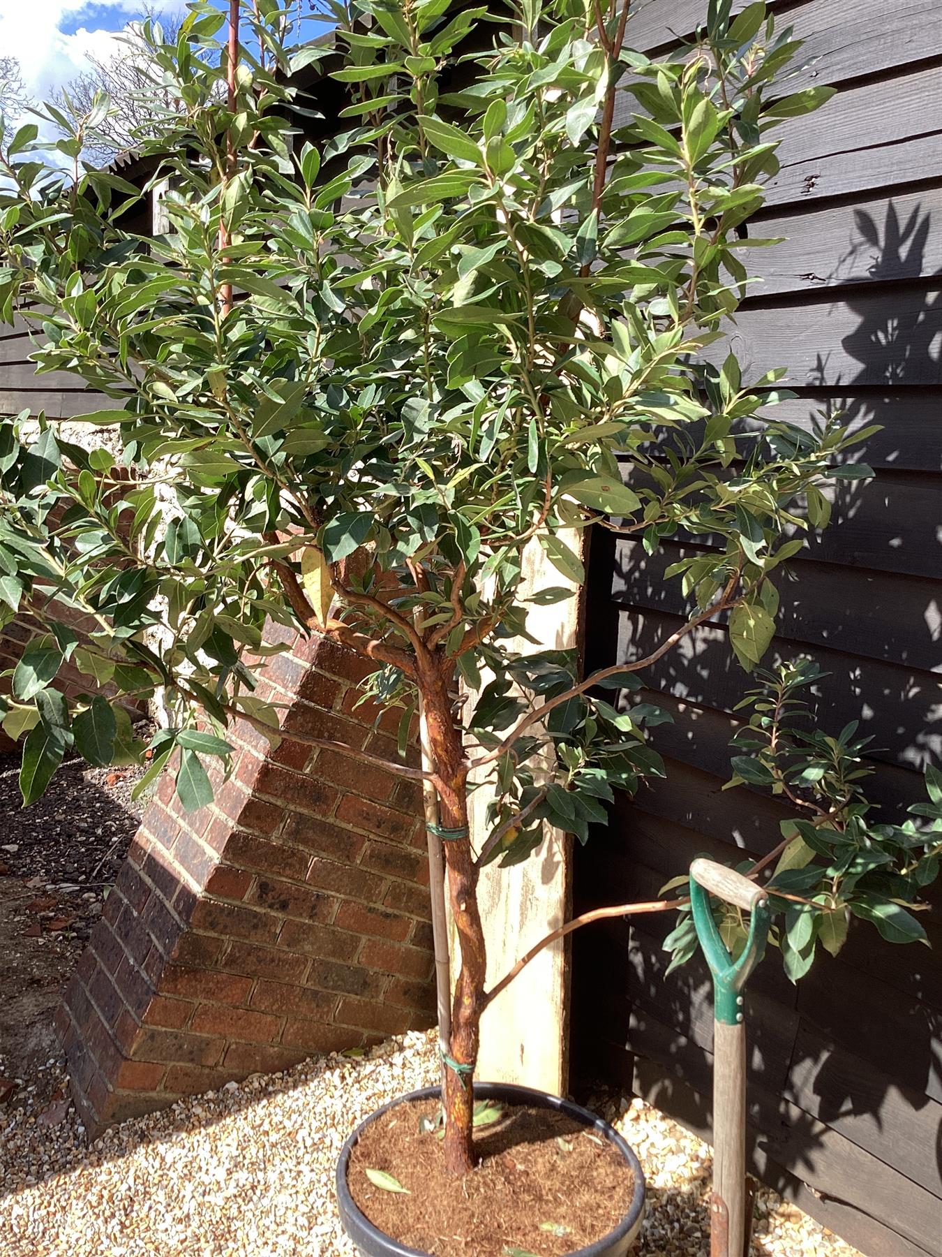 Arbutus unedo | Strawberry Tree - Girth 10-12cm - 170-200cm - 45lt