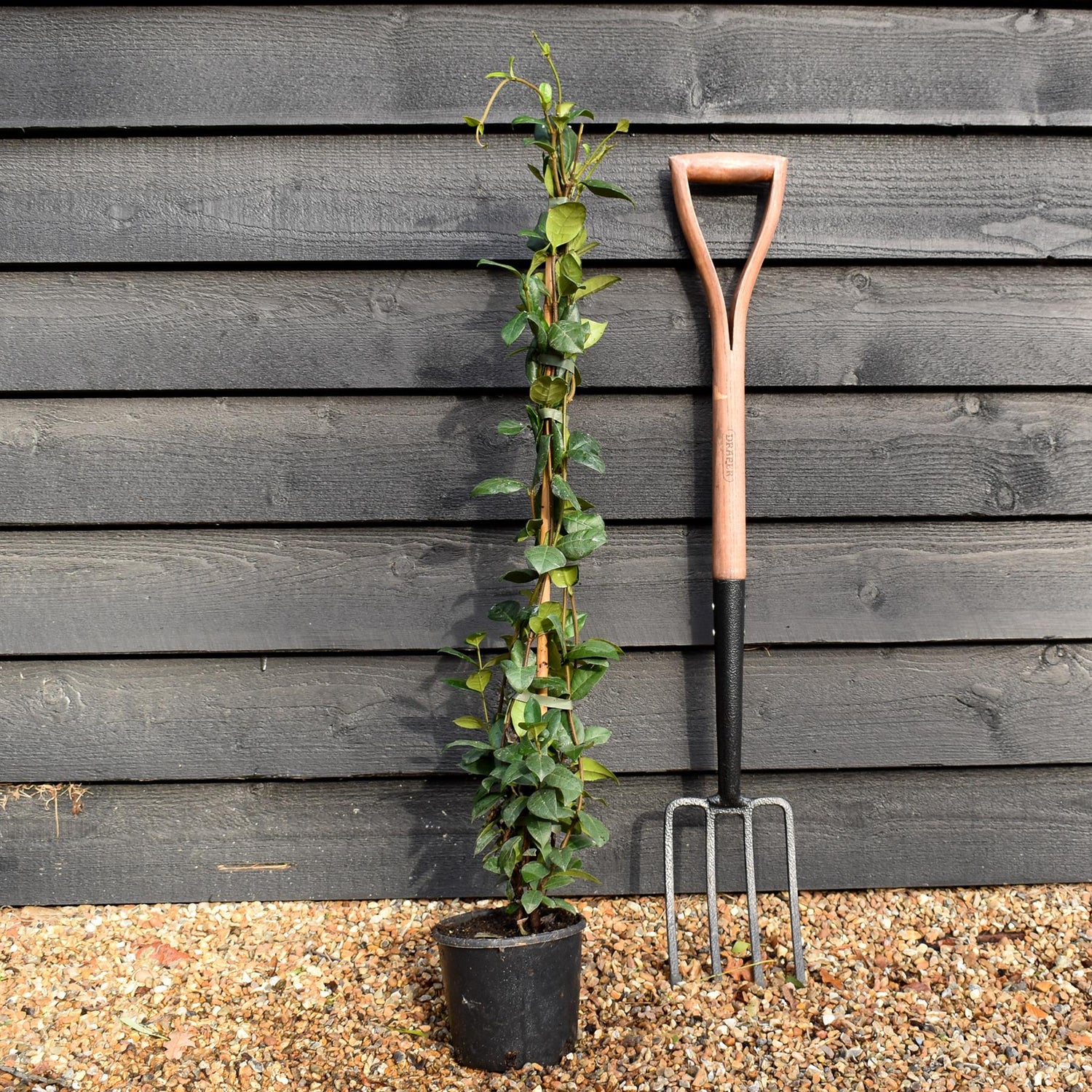 Star Jasmine | Trachelospermum jasminoides - Evergreen Climber - Height 90cm - 2lt