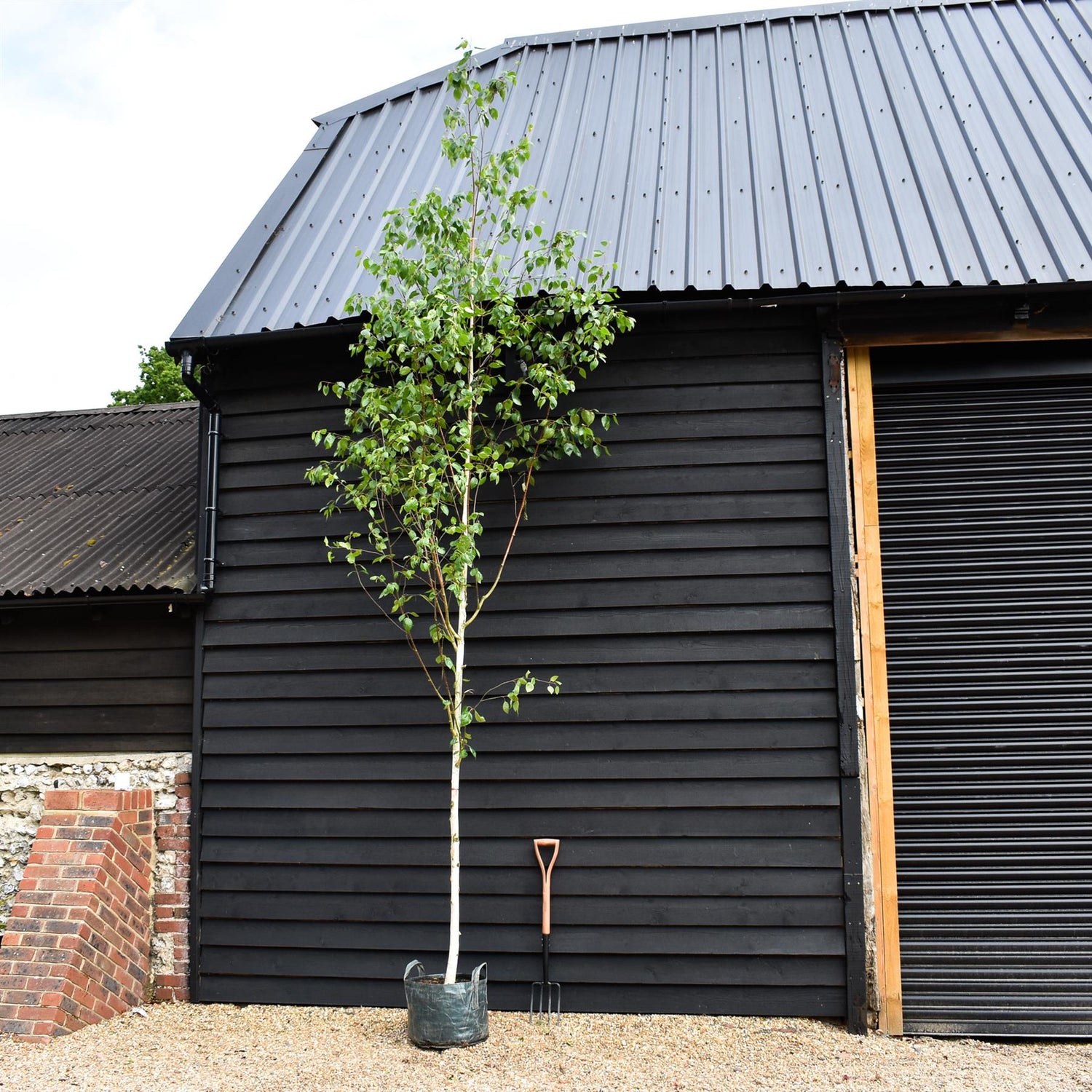 Betula jacquemontii - Standard - Clear Stem 145cm - Girth 10-12cm - Height 420-450cm - 45lt