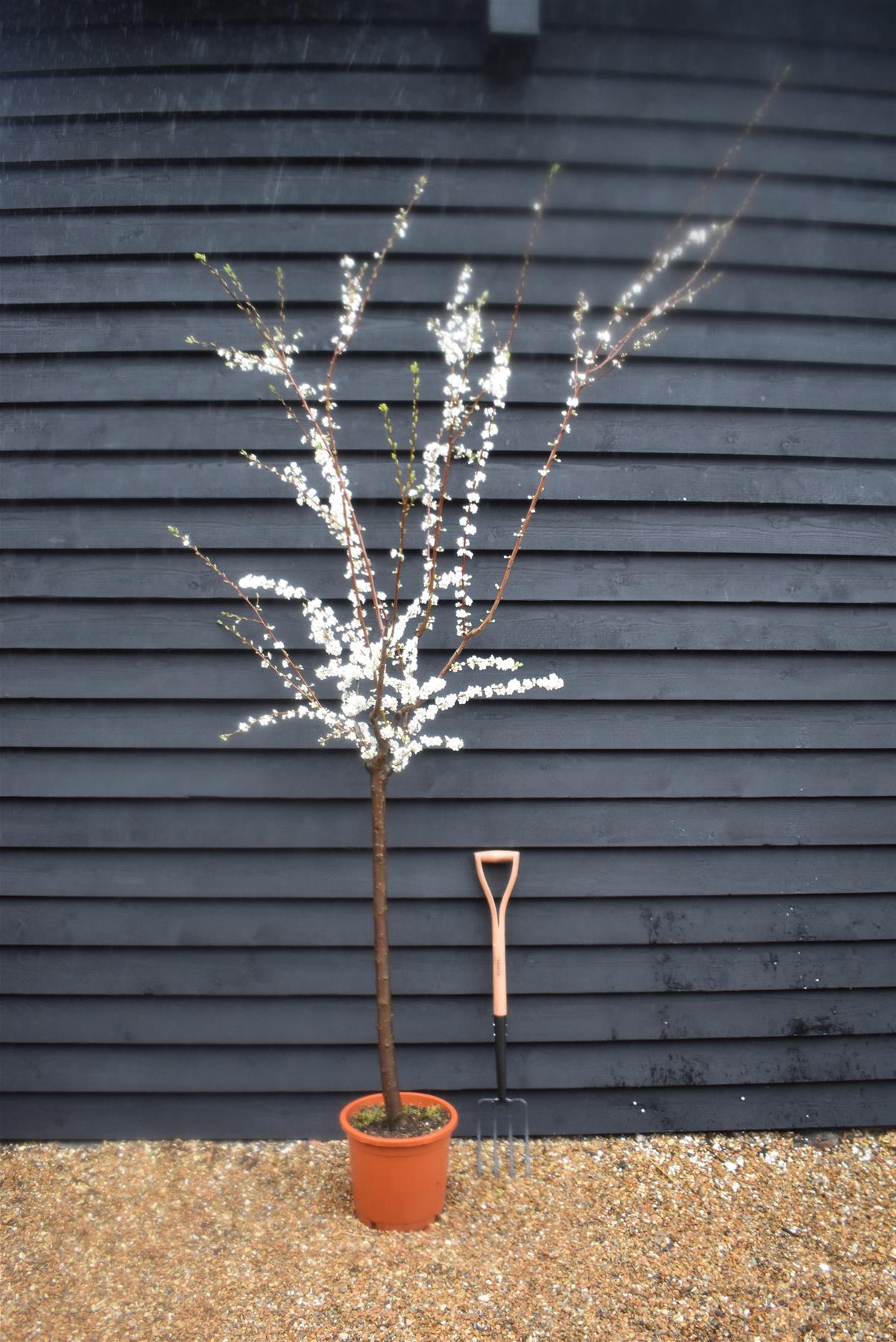 Plum tree 'Stanley' | Prunus domestica - 170-180cm - 30lt