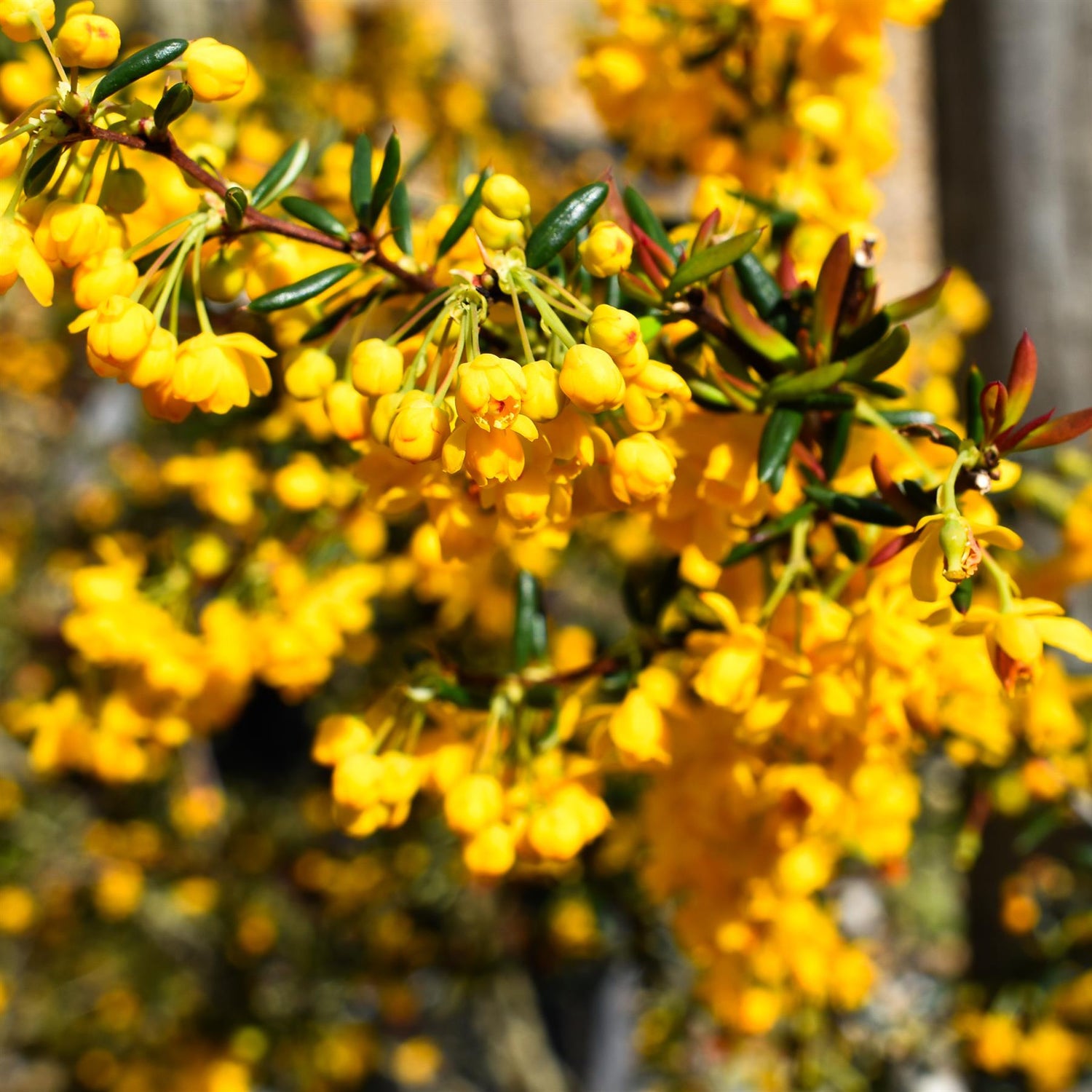 Berberis Claret Red - Shrub - Height 30-60cm - 10lt